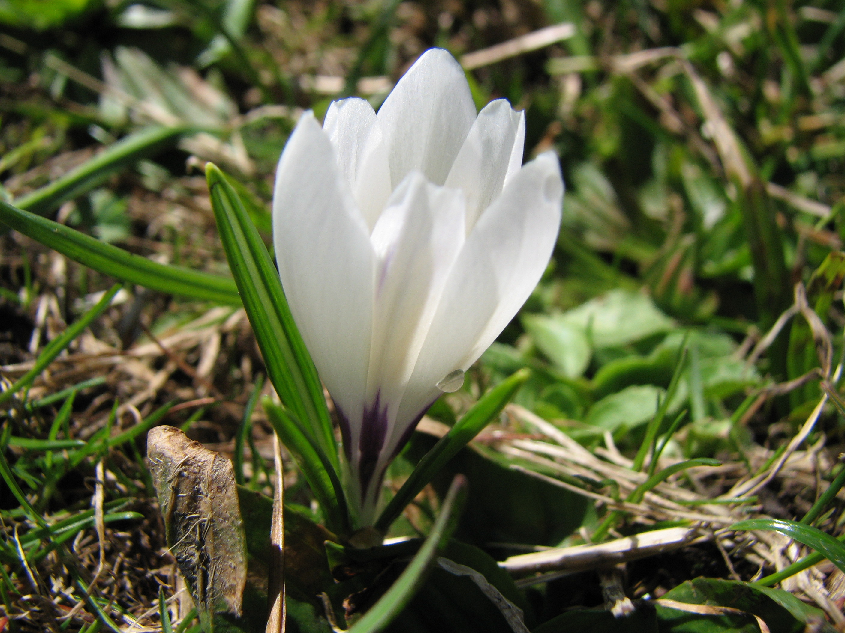 Frühlingskrokus