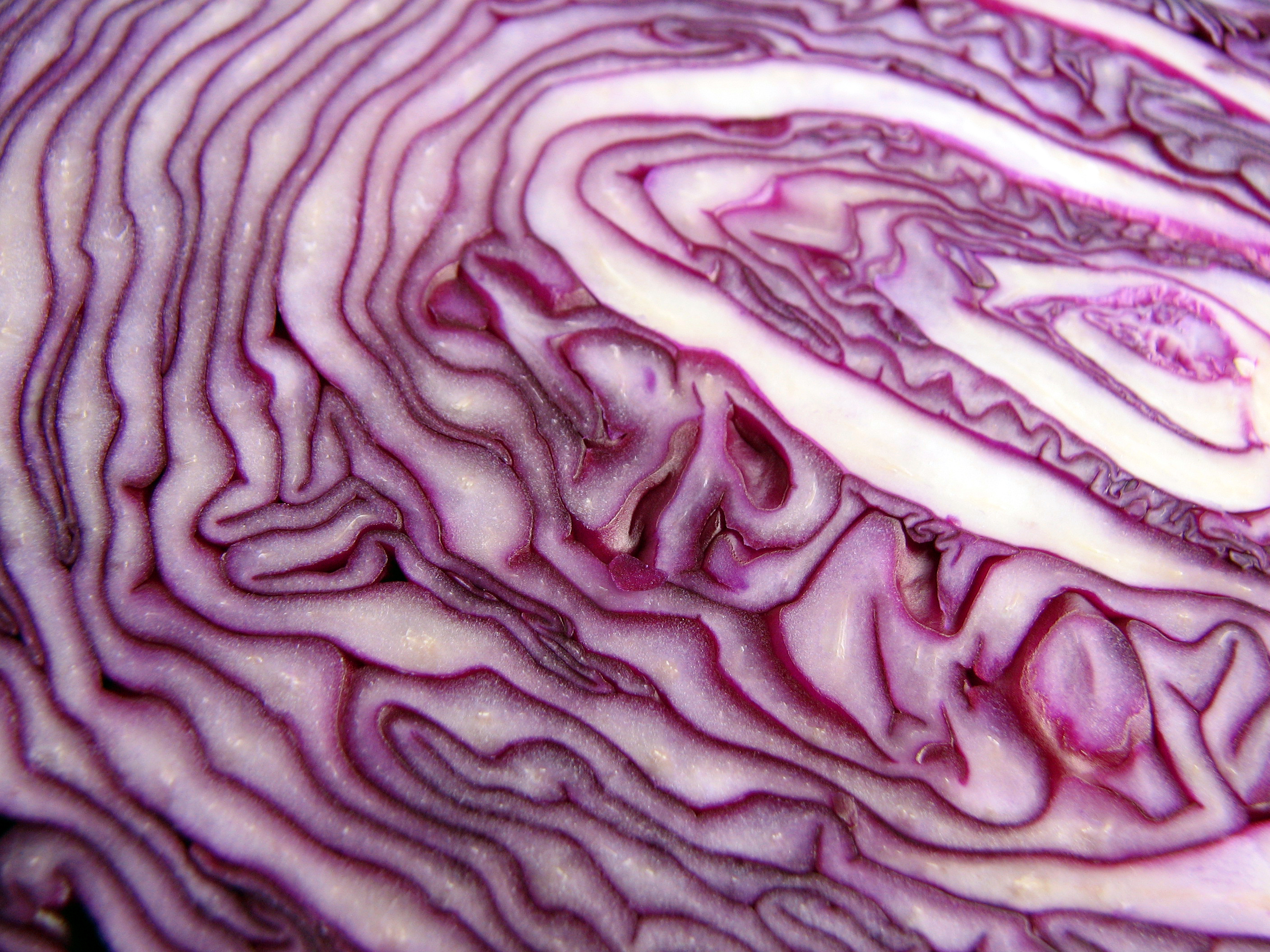 Rotkraut