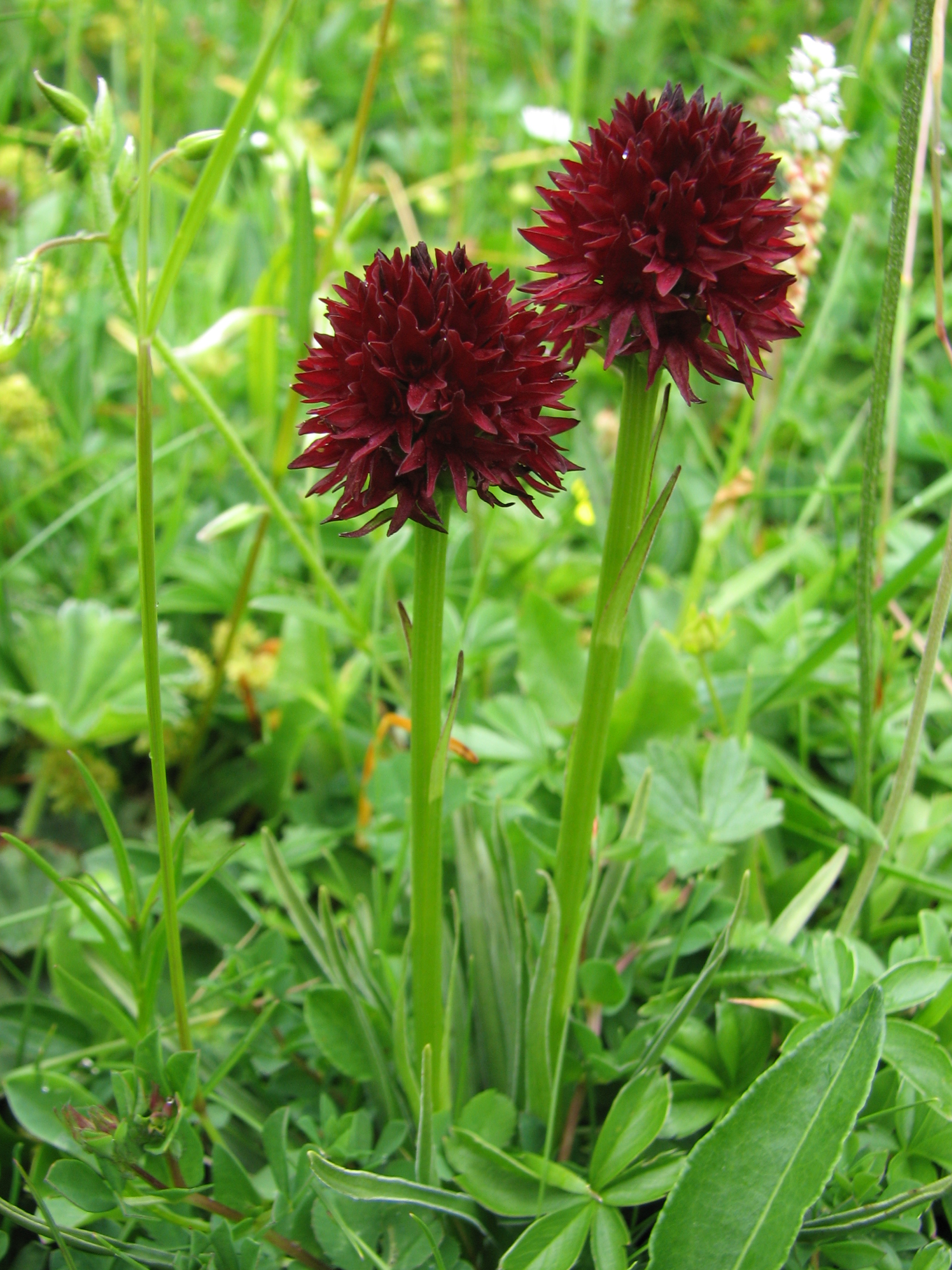 Gewöhnliches Kohlröschen