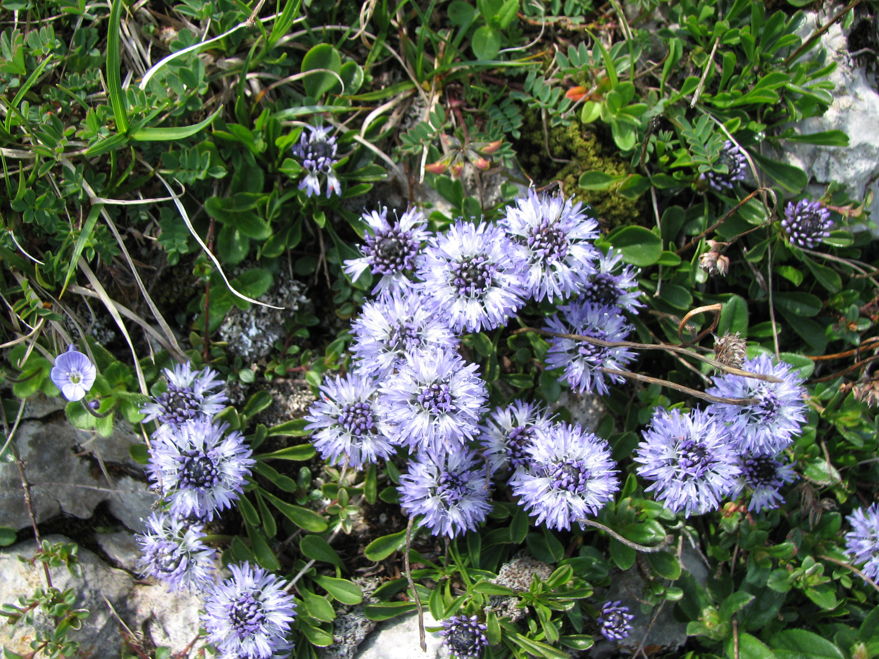 Kriechende Kugelblume