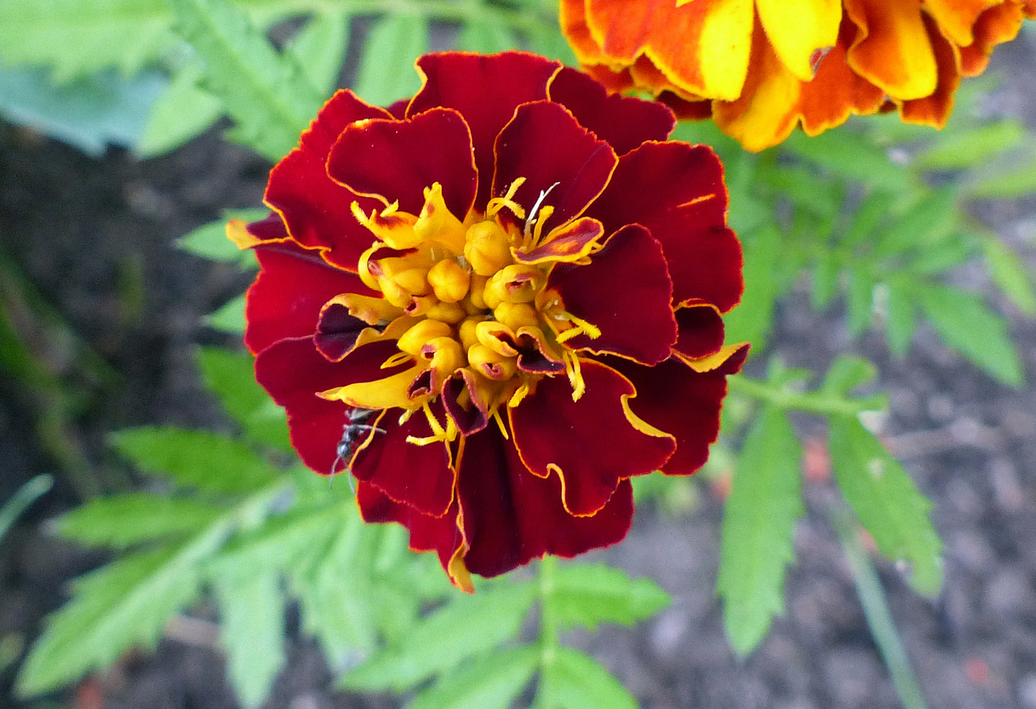 Niedrige Tagetes