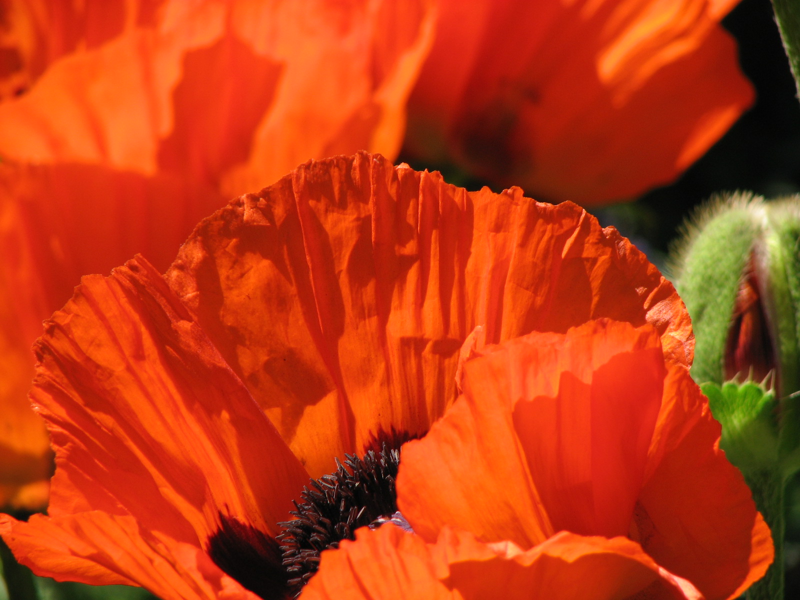 Türkischer Mohn