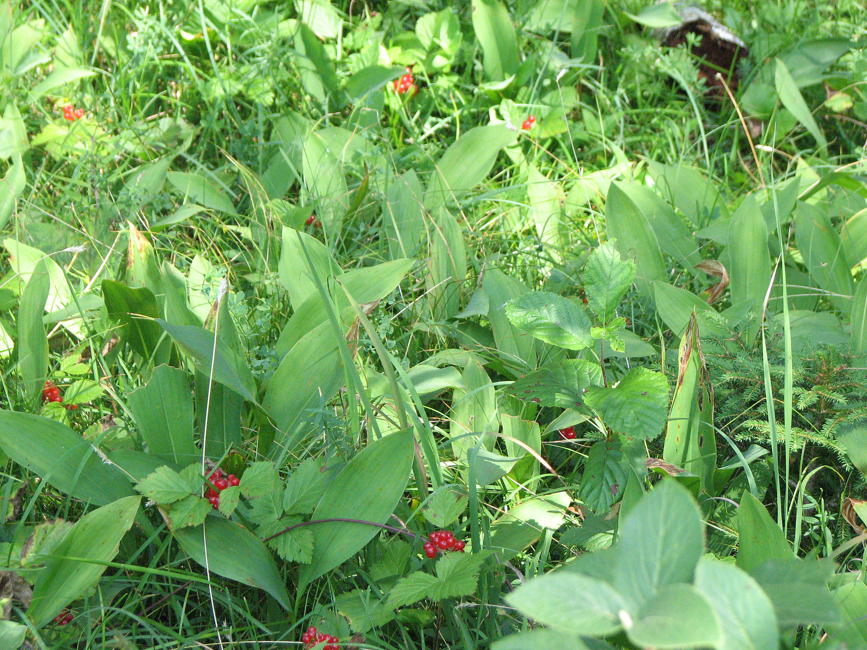 Steinbeere