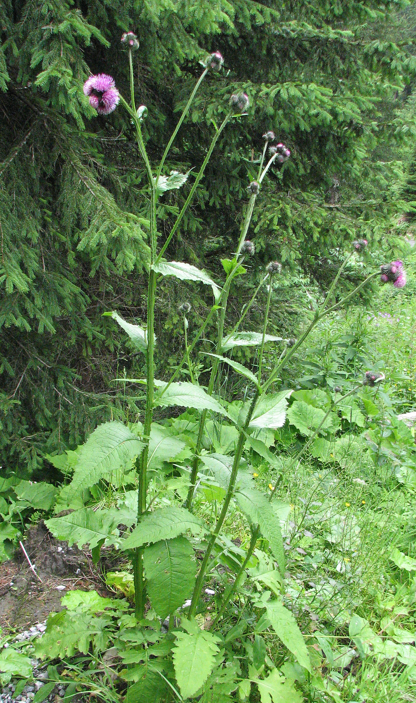 Klettendistel