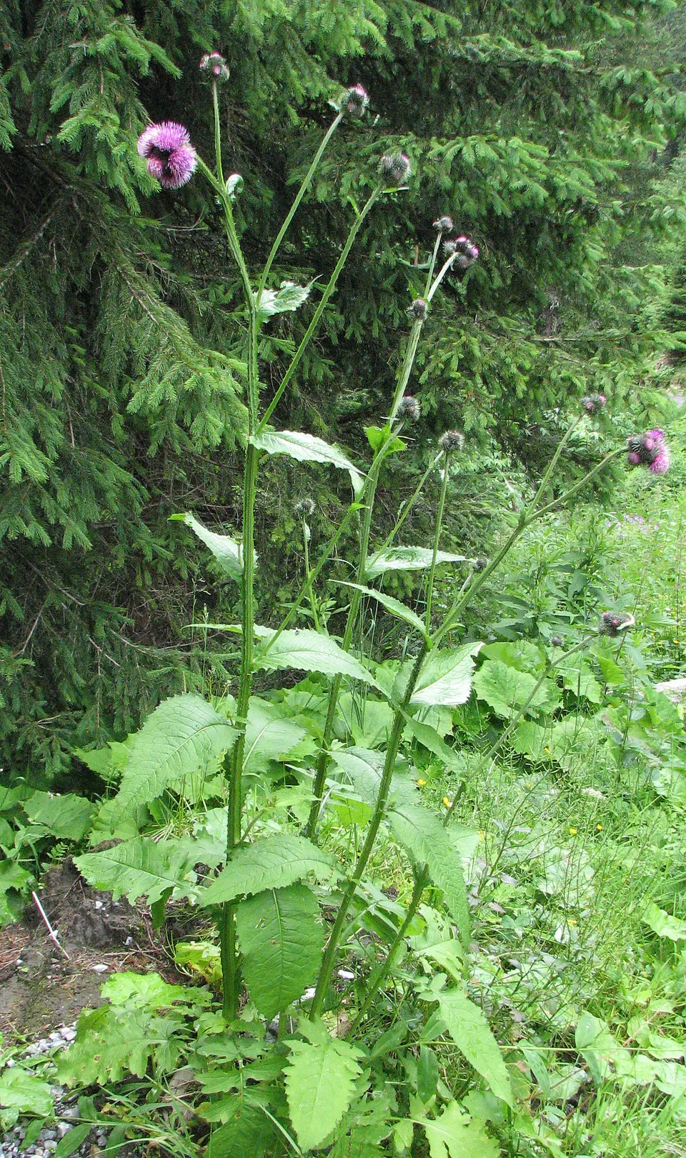 Klettendistel