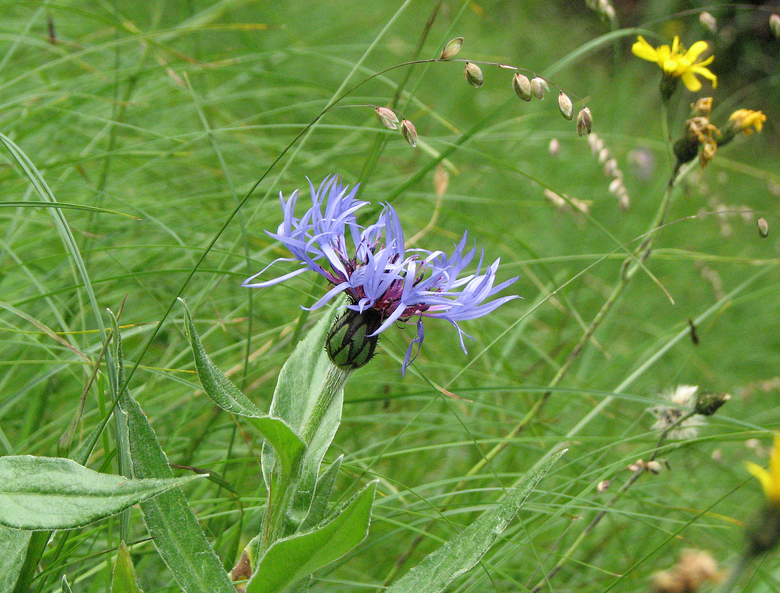 Bergflockenblume