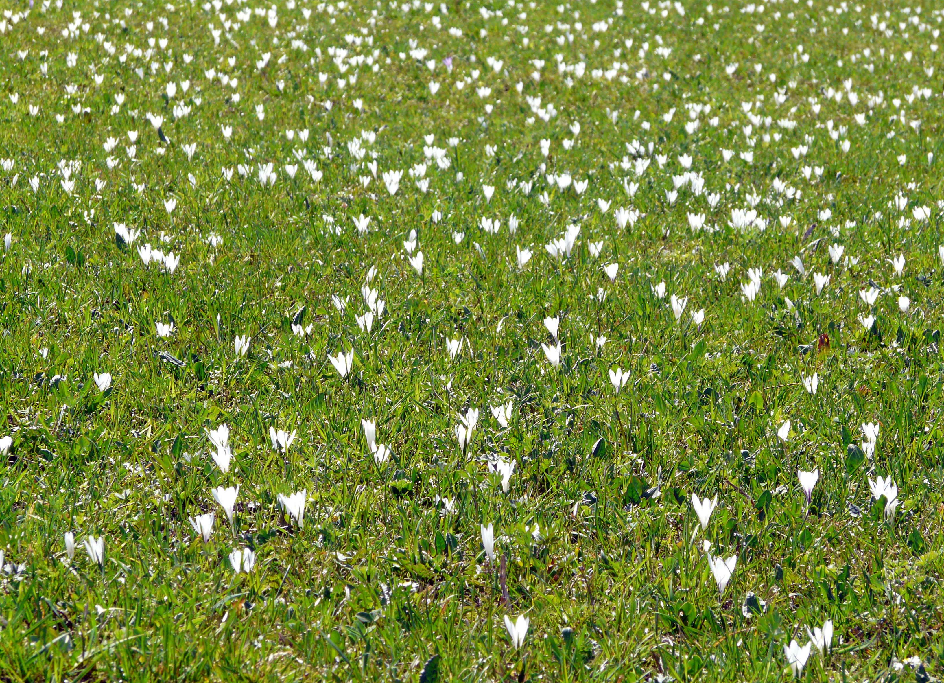 Frühlingskrokus