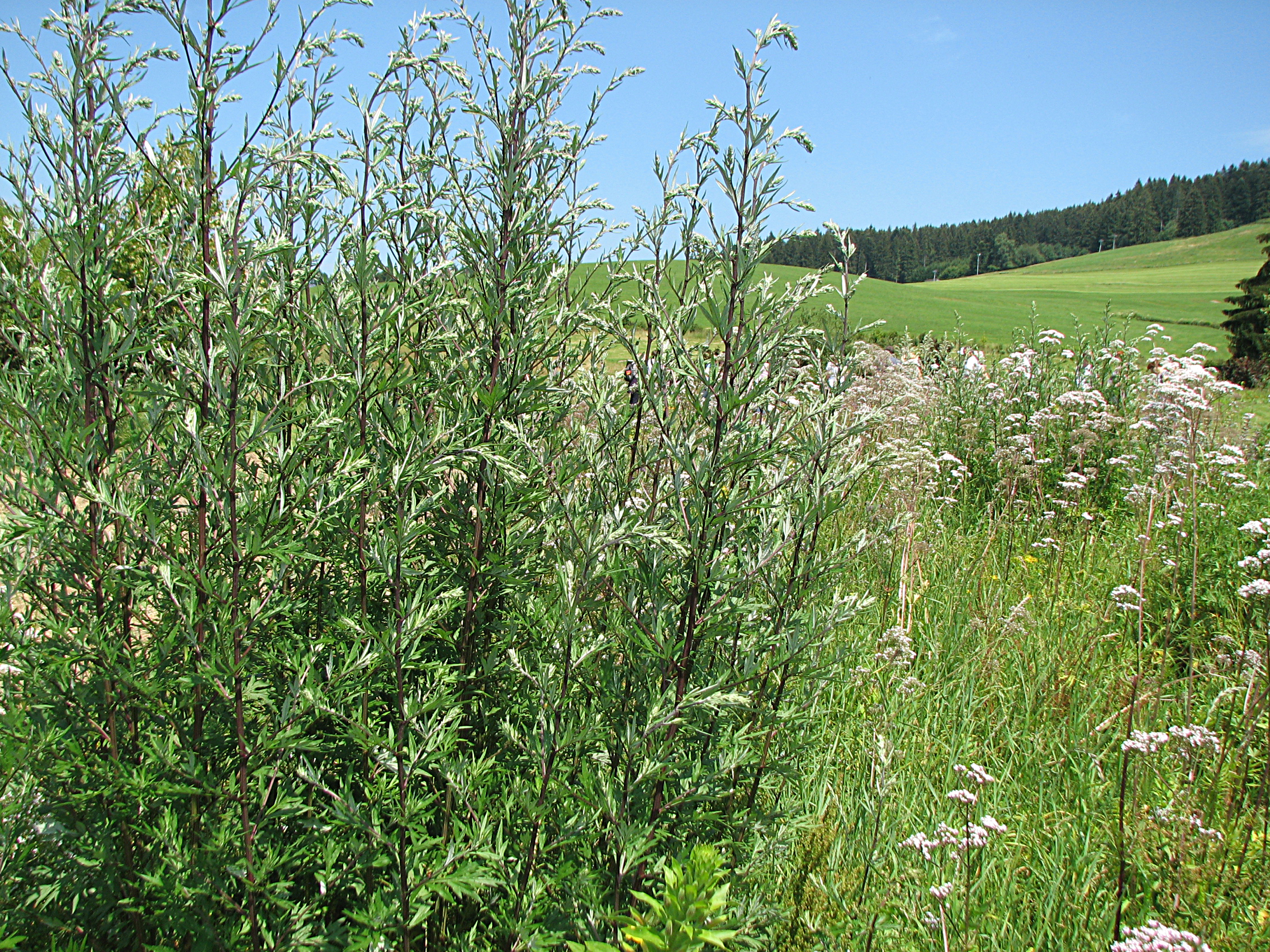 Beifuß