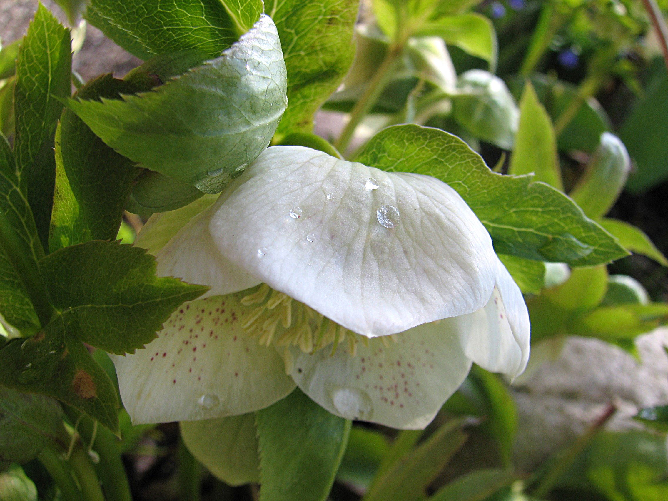 Christrose