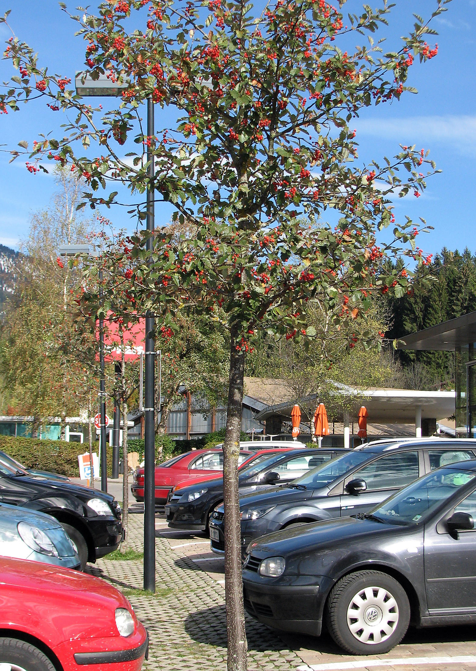 Schwedische Mehlbeere