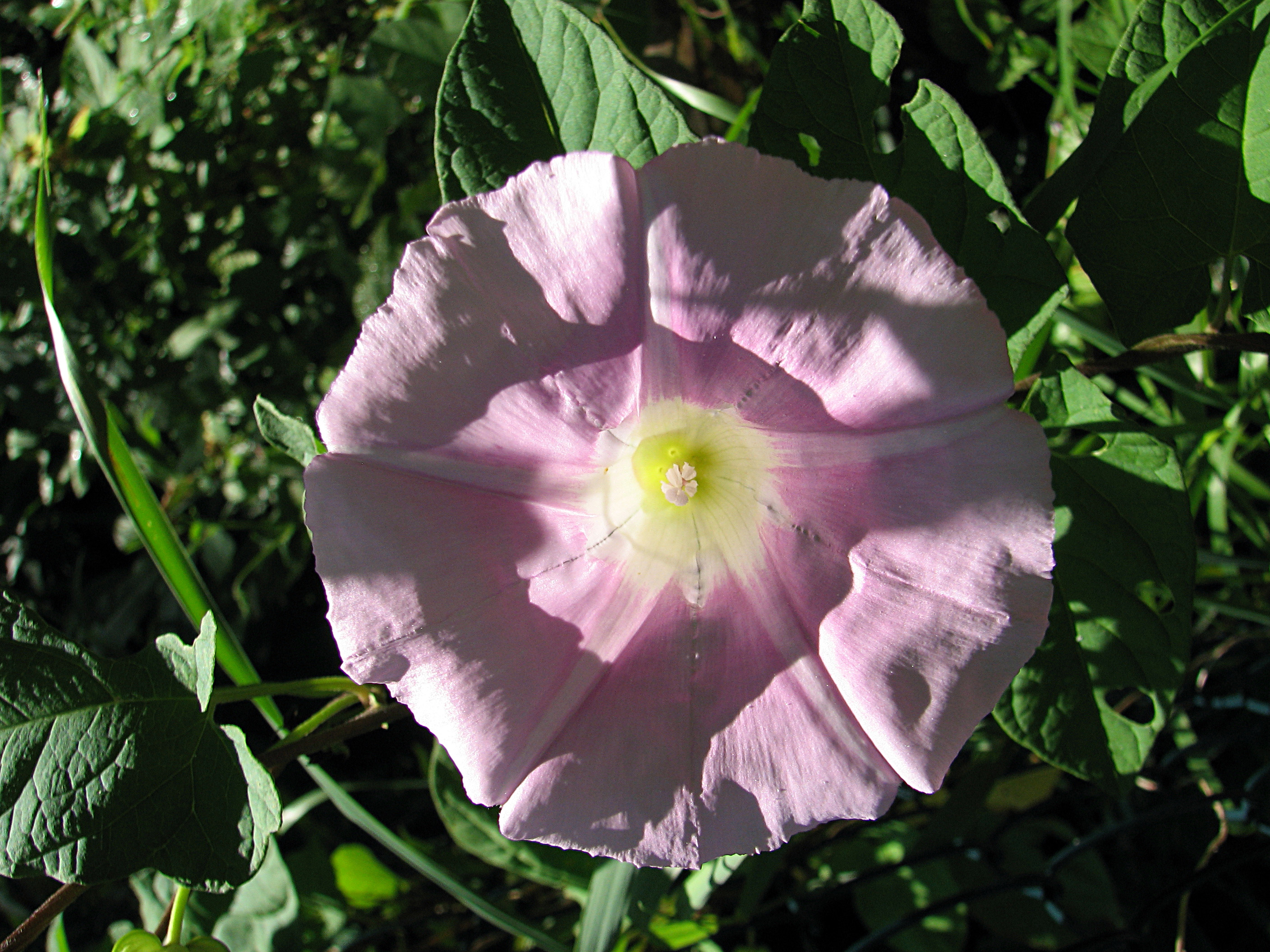 Zaunwinde