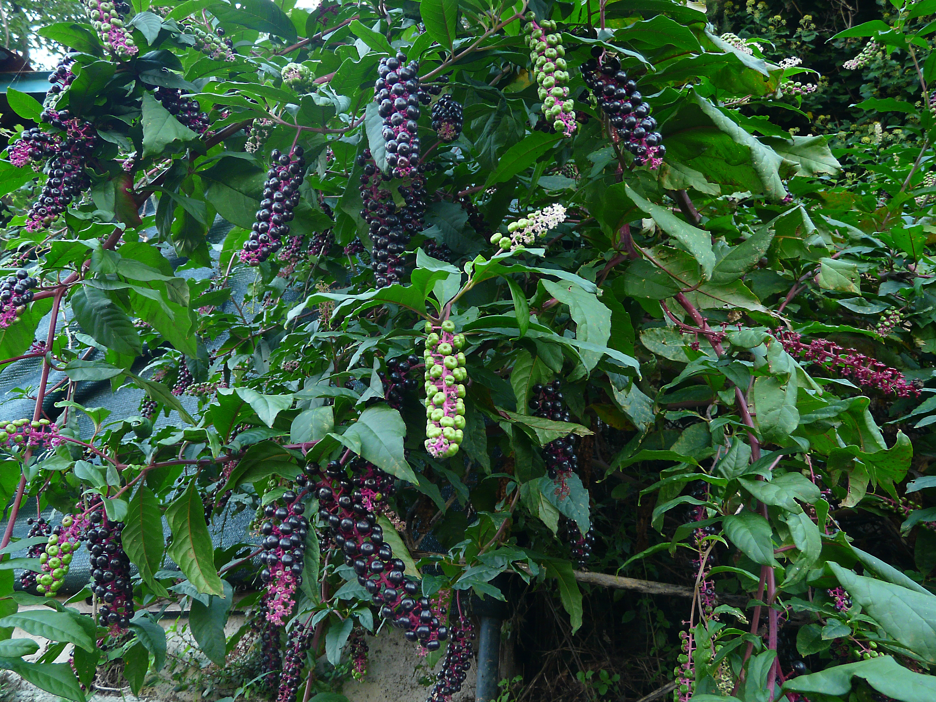 Amerikanische Kermesbeere