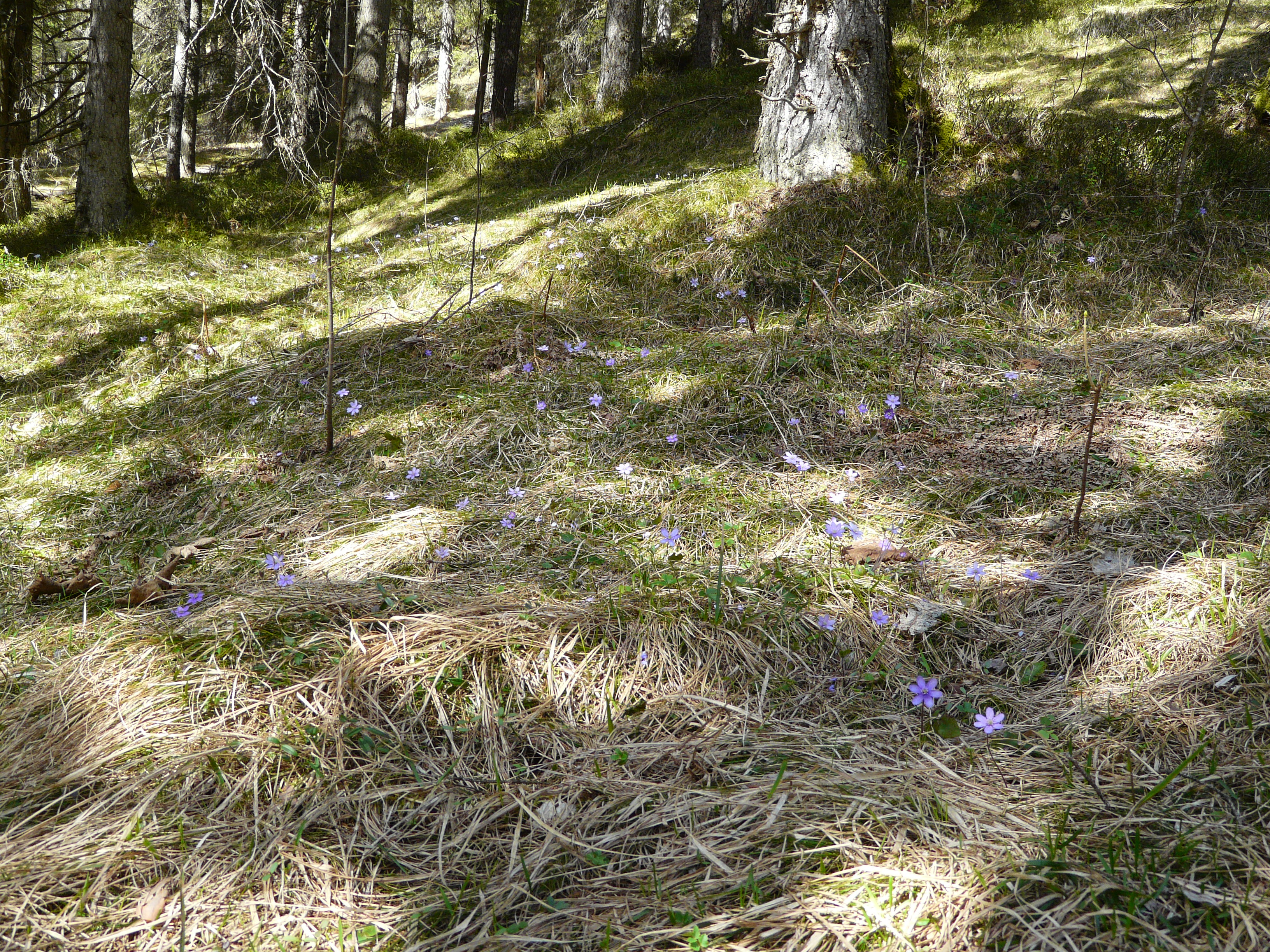 Leberblümchen