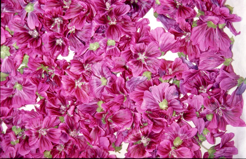 Sammelschätze konservieren