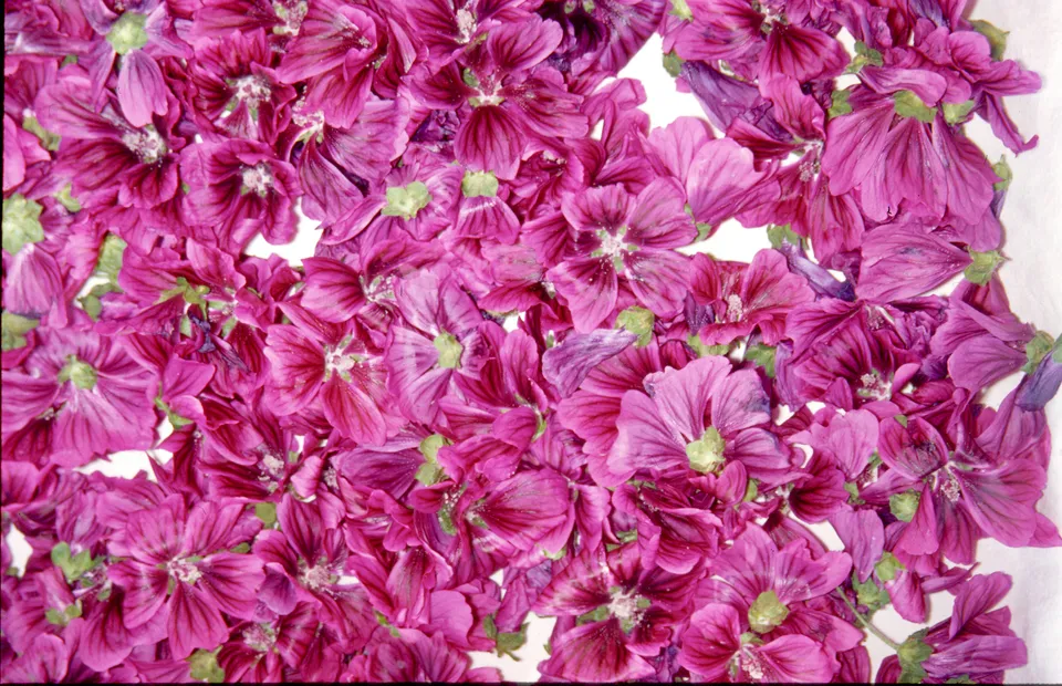 Sammelschätze konservieren