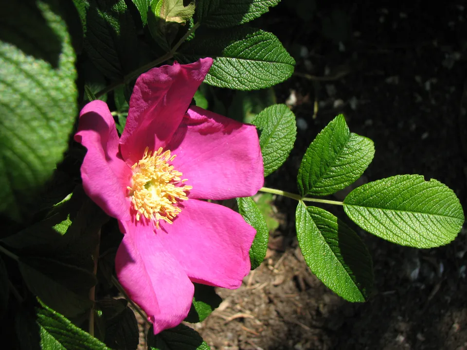 Kartoffelrose-Wildrose