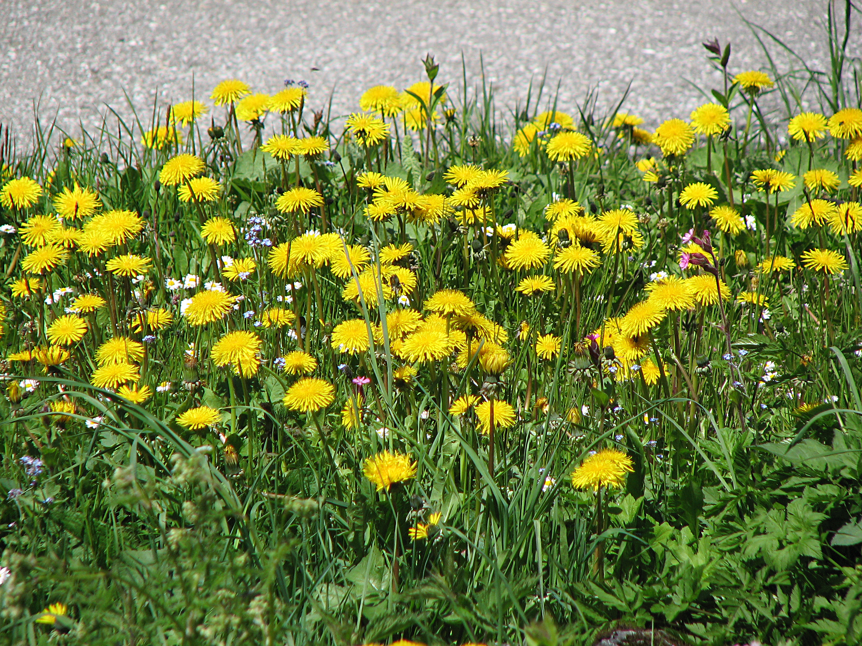 Gewöhnlicher Löwenzahn
