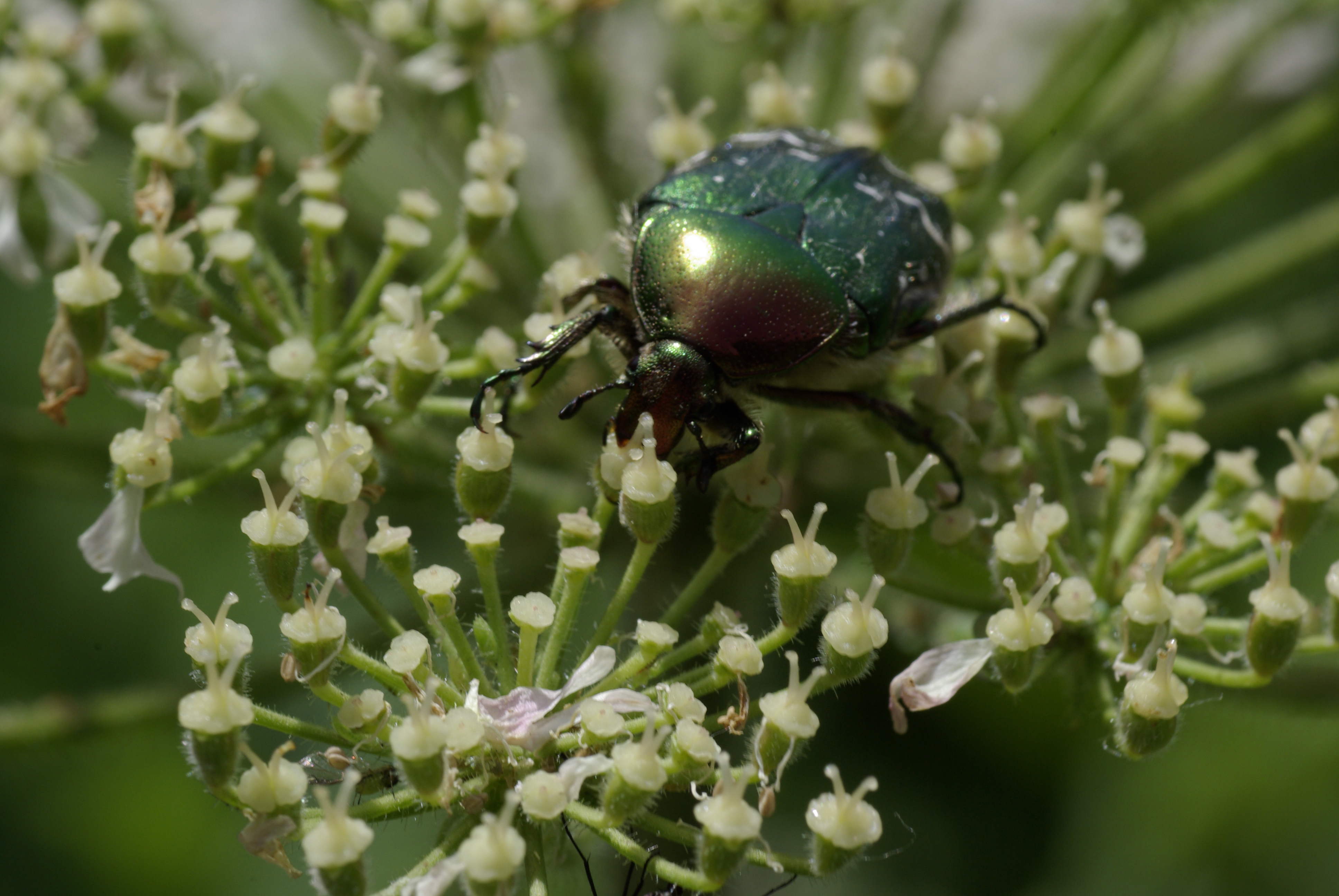 Wiesenbärenklau