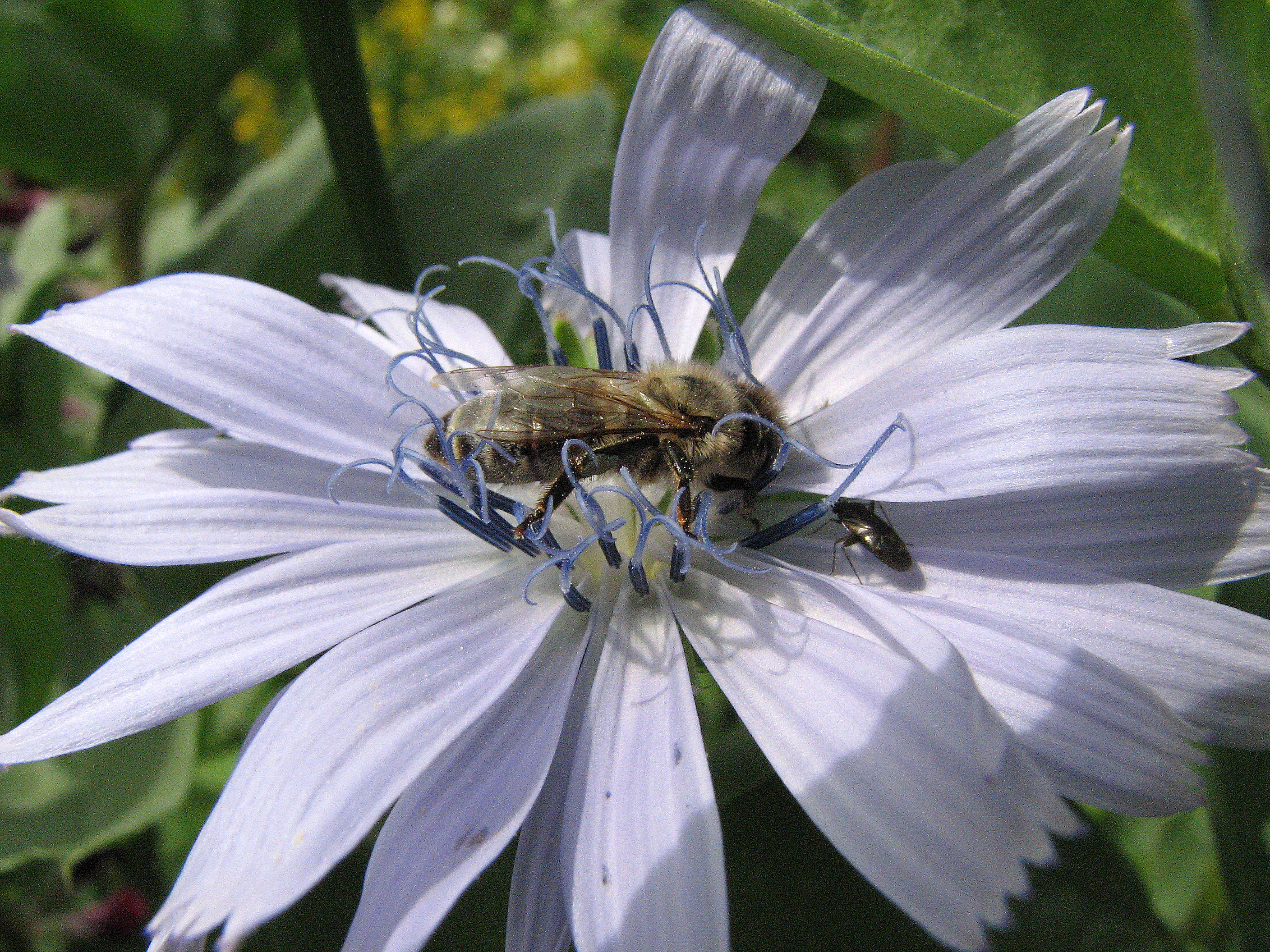 Endivie