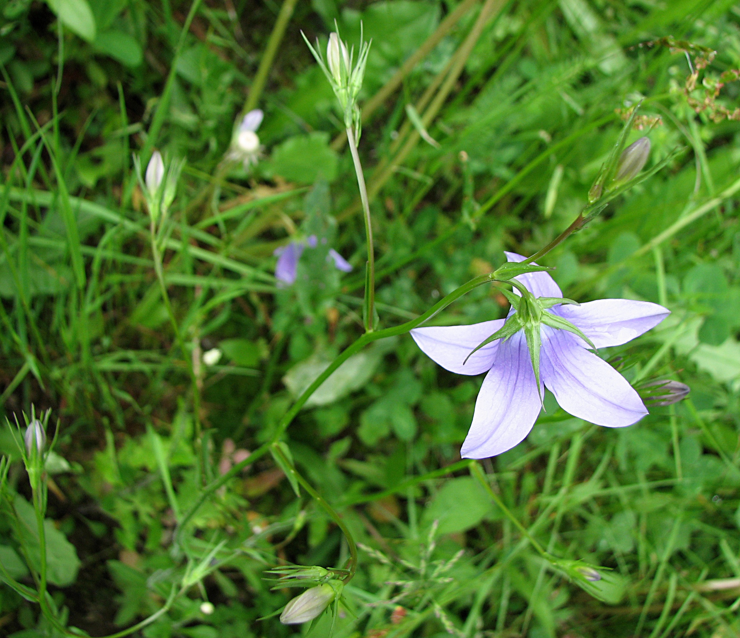 Wiesenglockenblume