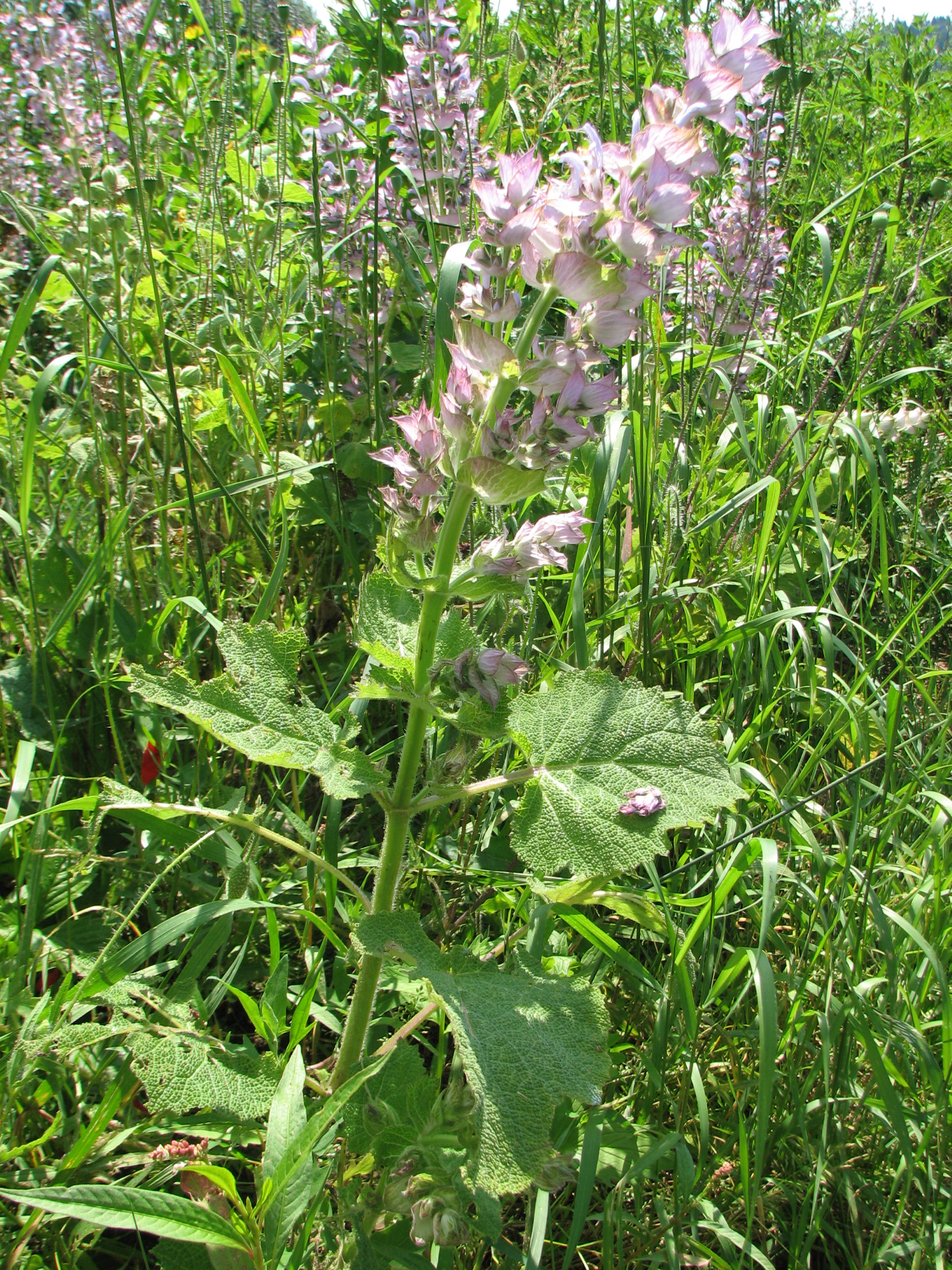 Muskatellersalbei