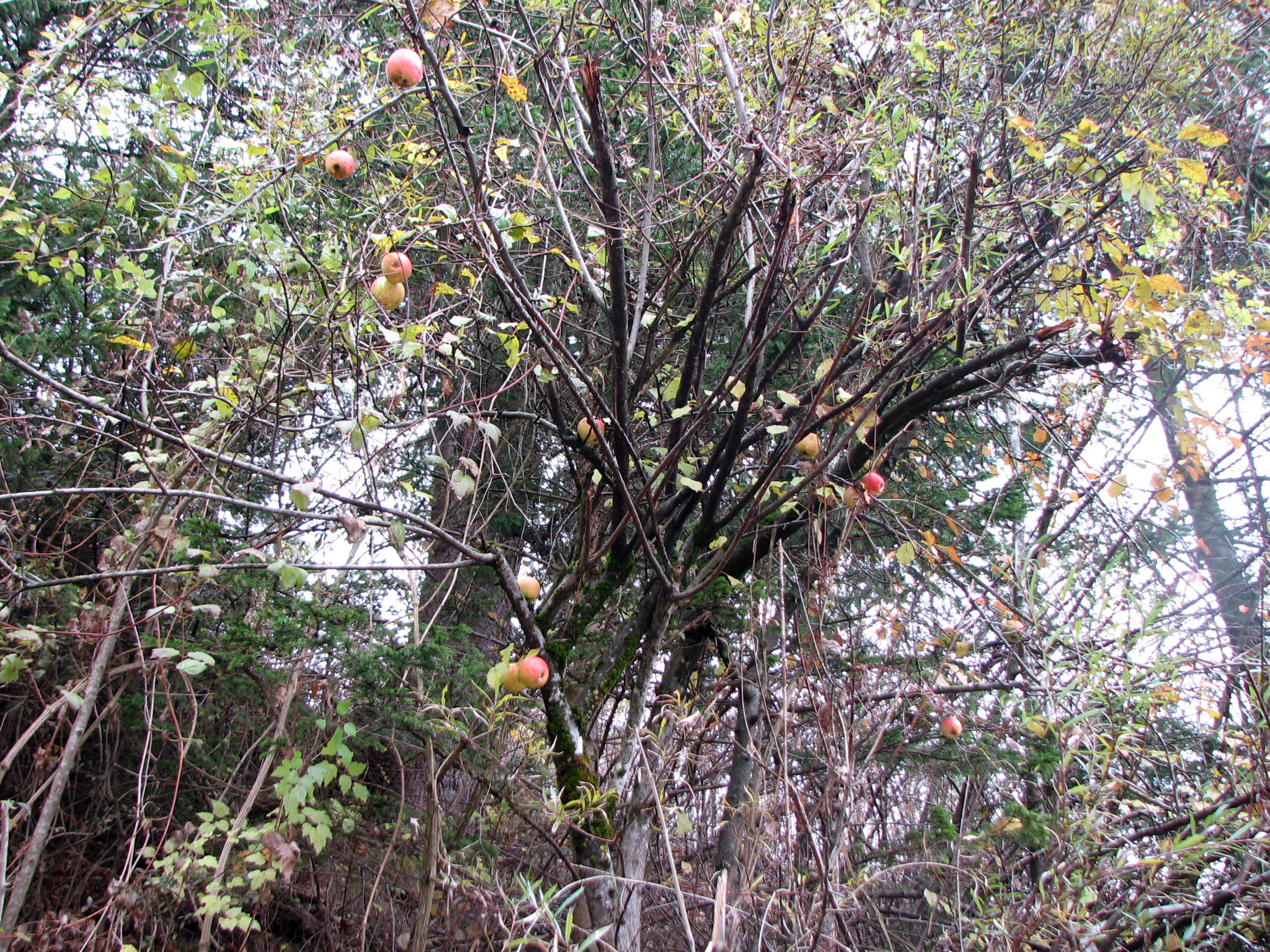 Apfel