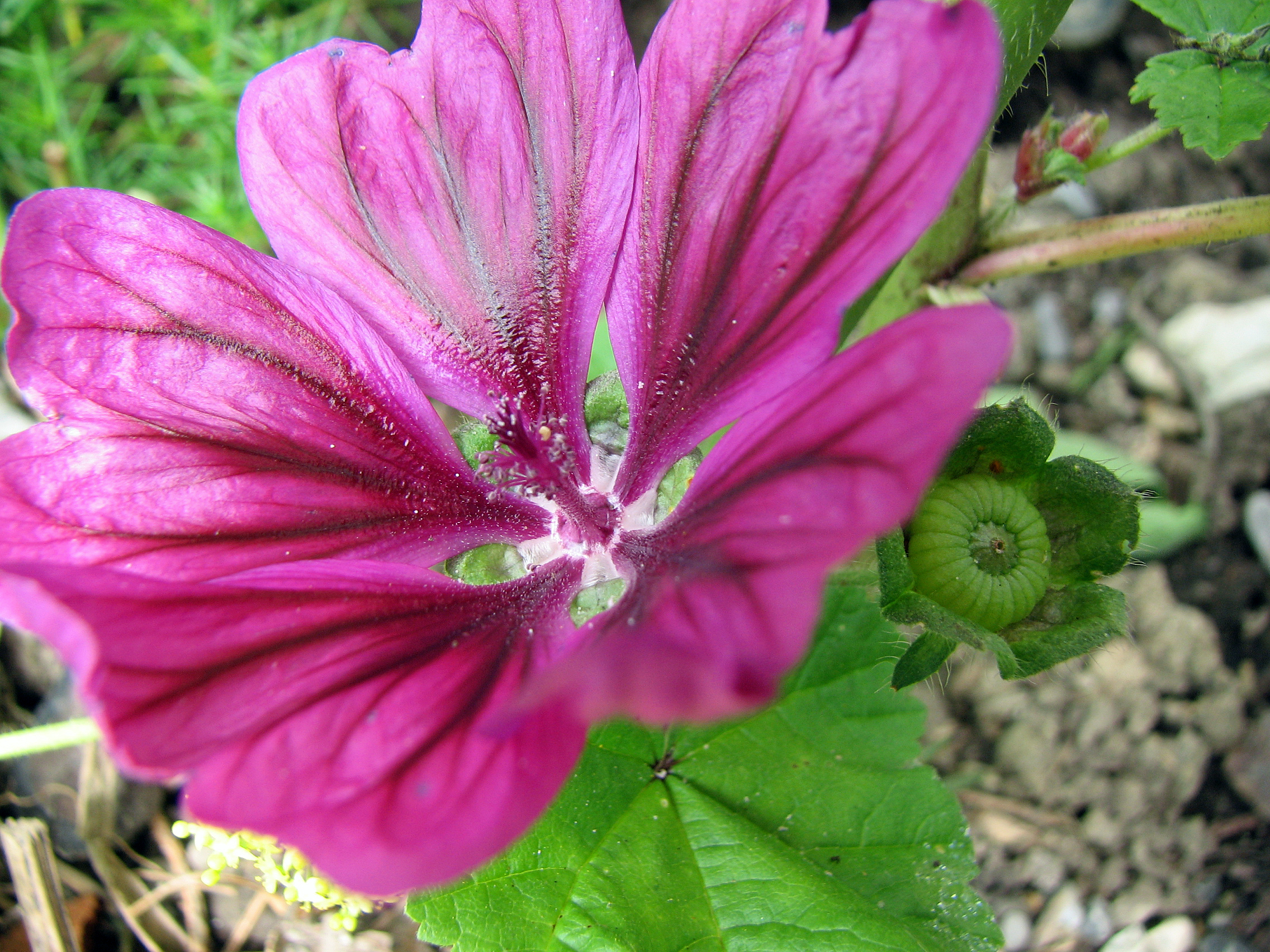 Mauretanische Malve
