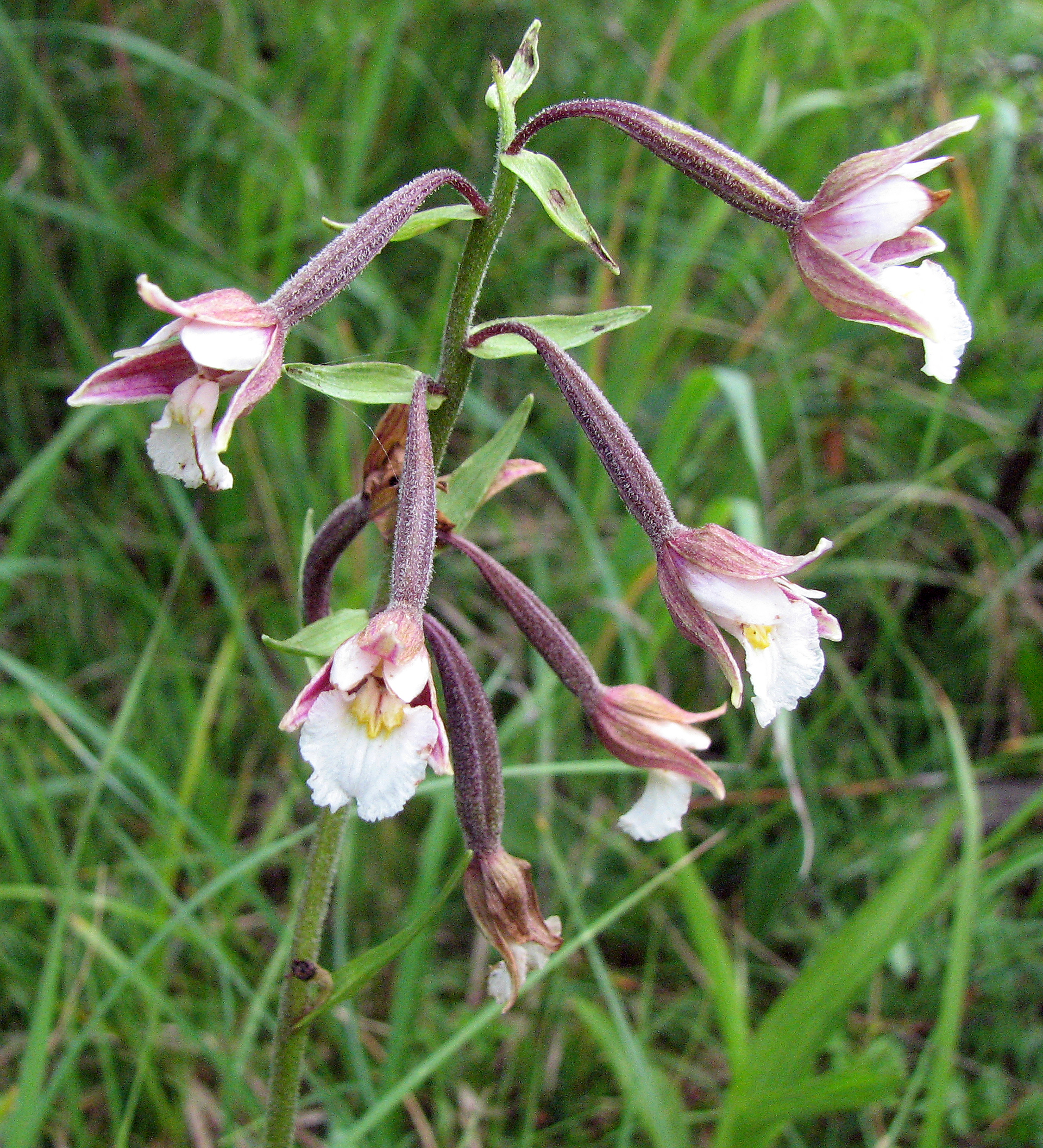 Sumpfstendelwurz