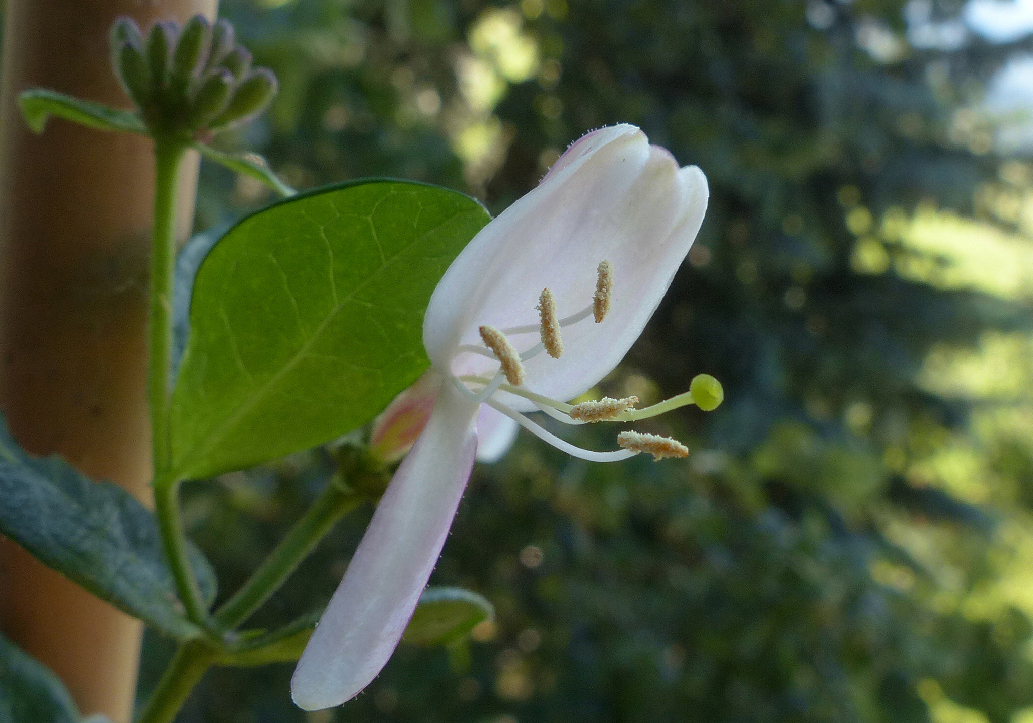 Waldgeißblatt