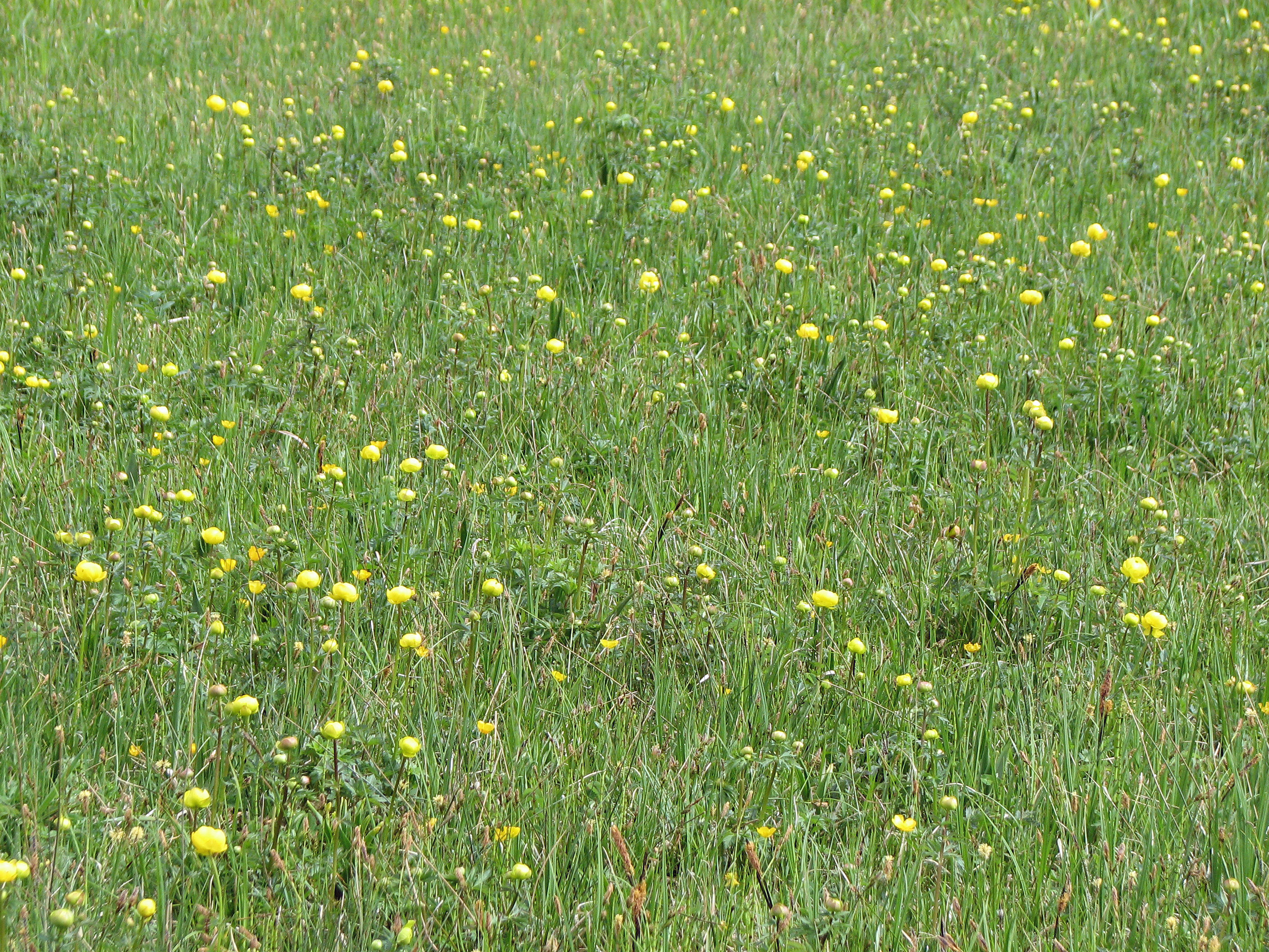 Trollblume