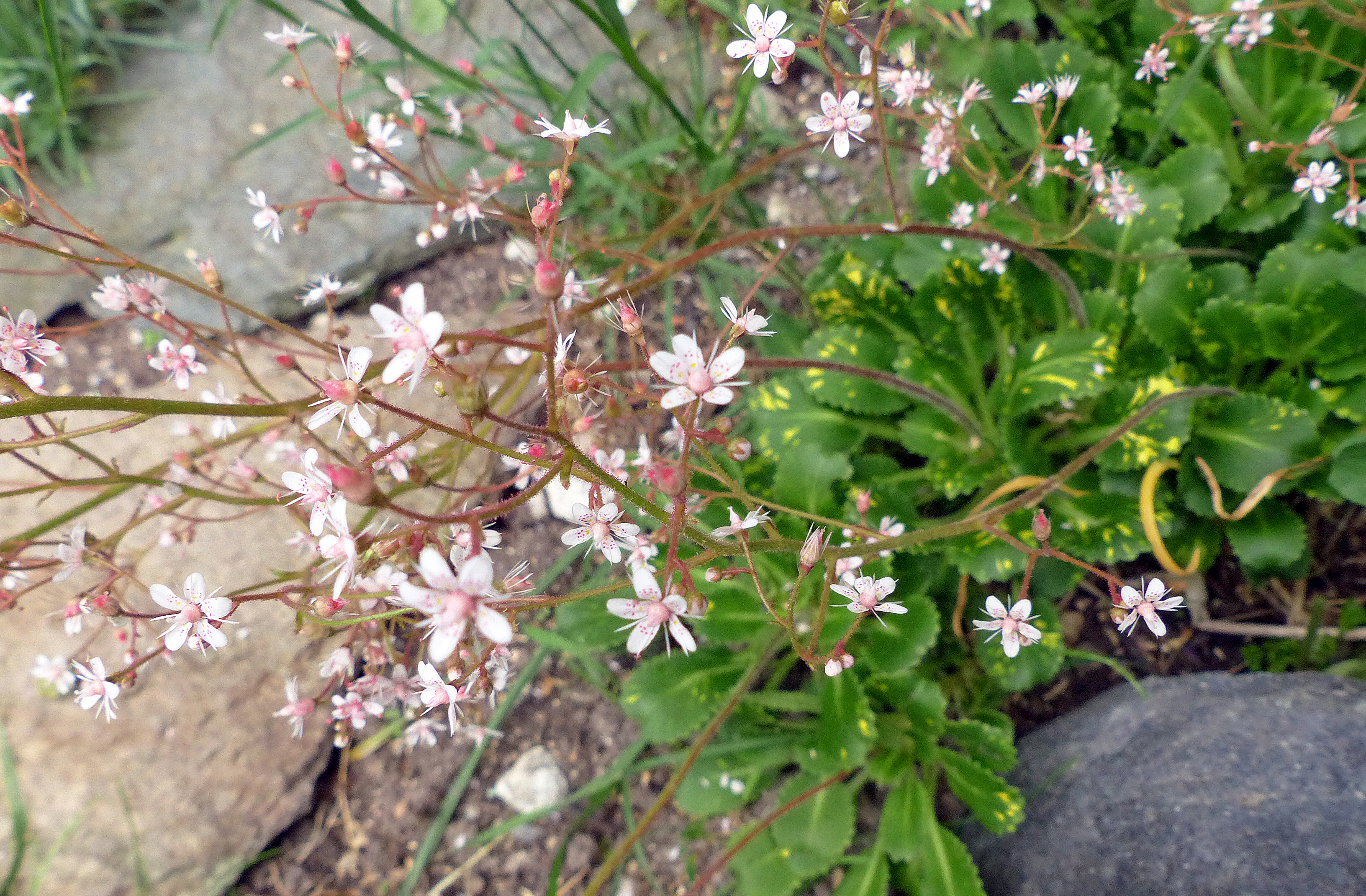 Porzellanblümchen