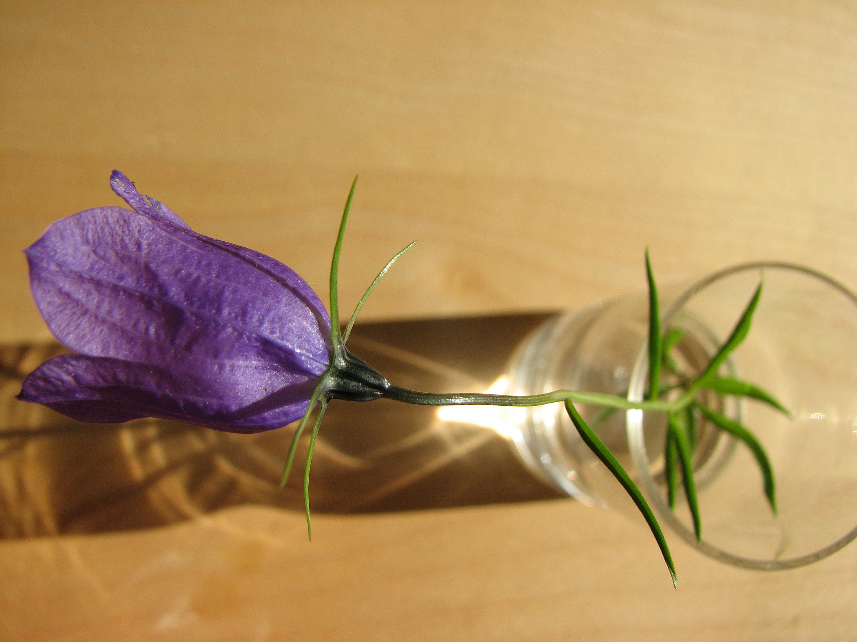 Scheuchzers Glockenblume