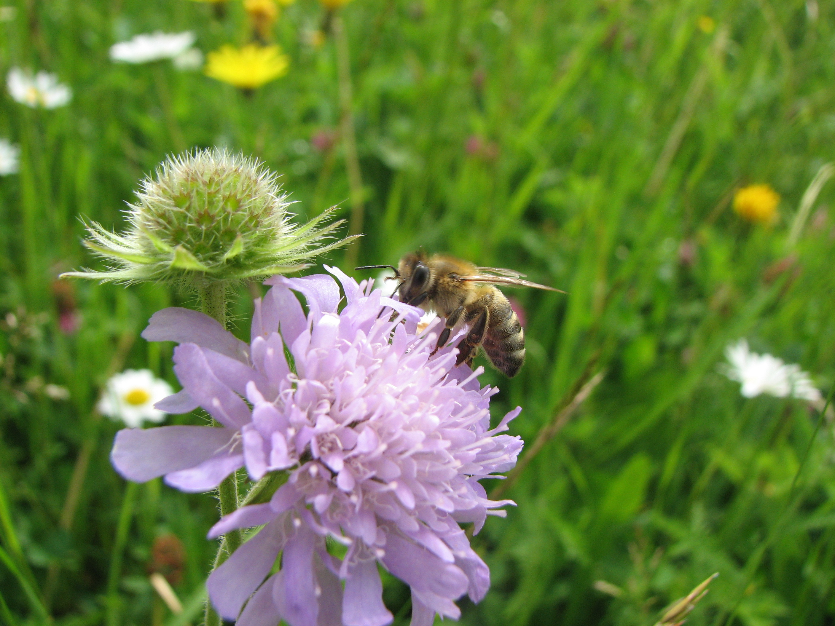 Wiesenwitwenblume