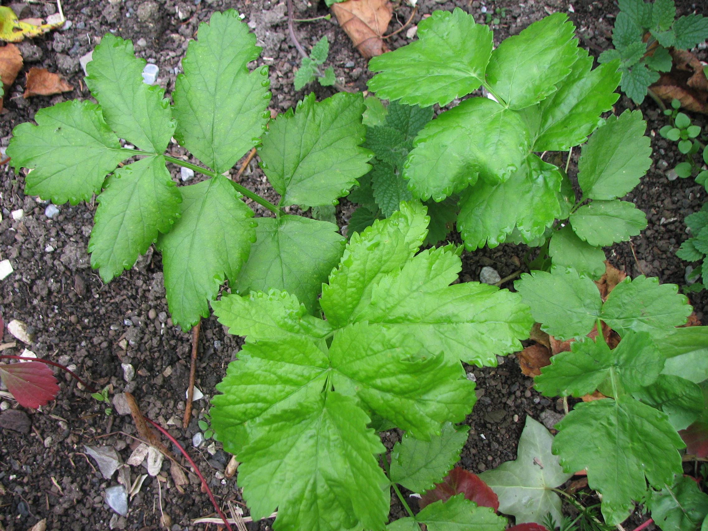 Pastinake