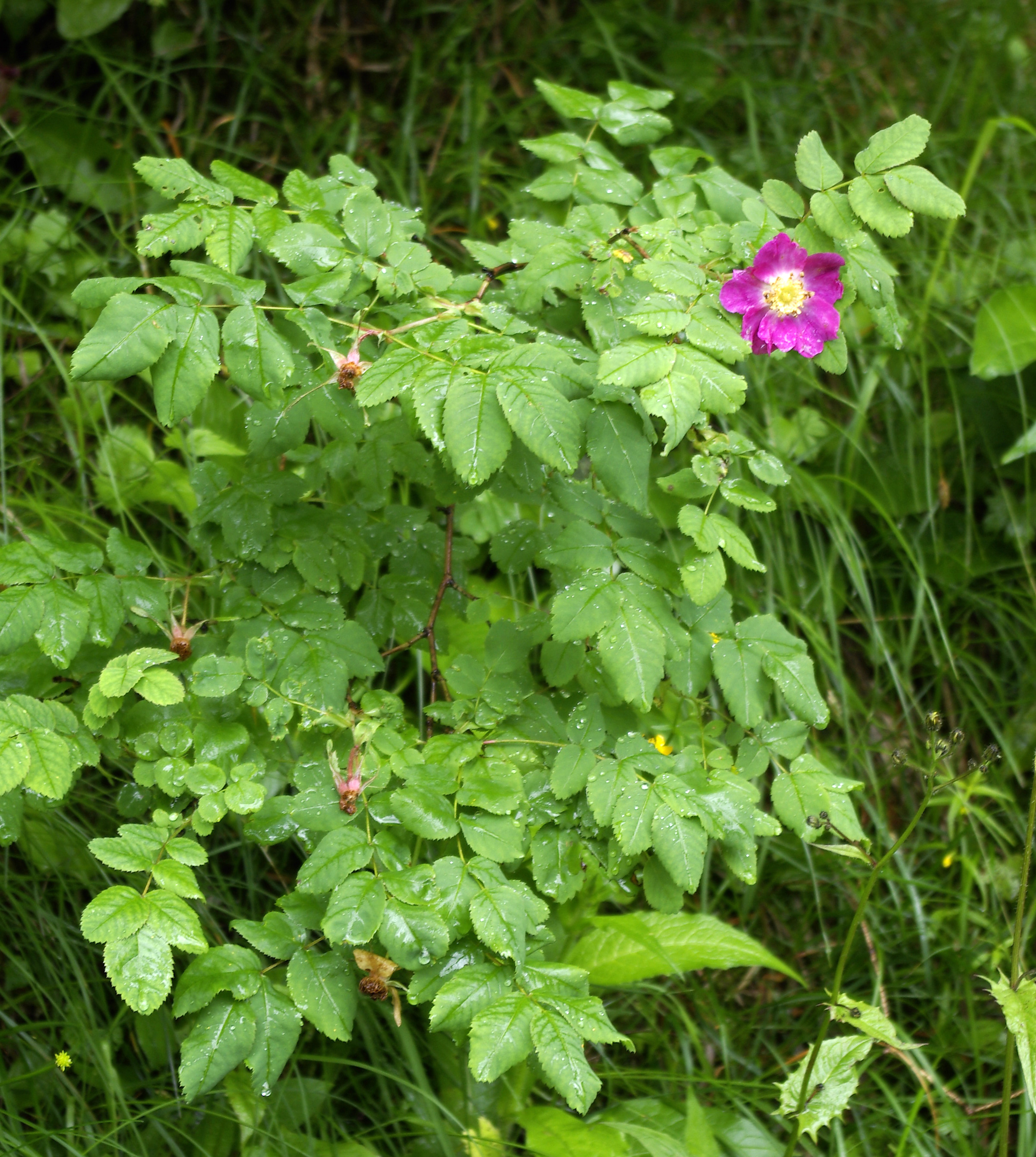 Alpenheckenrose-Wildrose