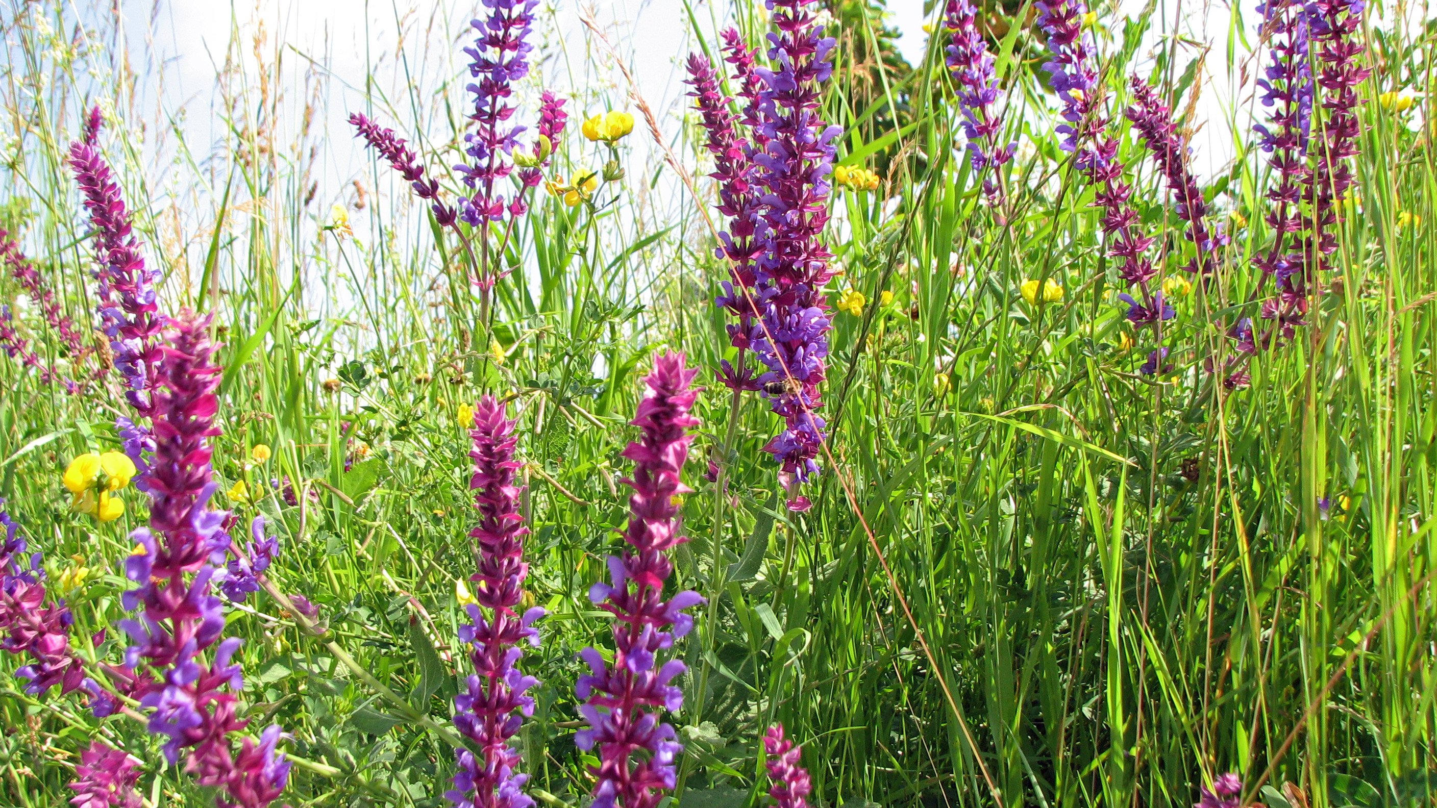 Wiesensalbei