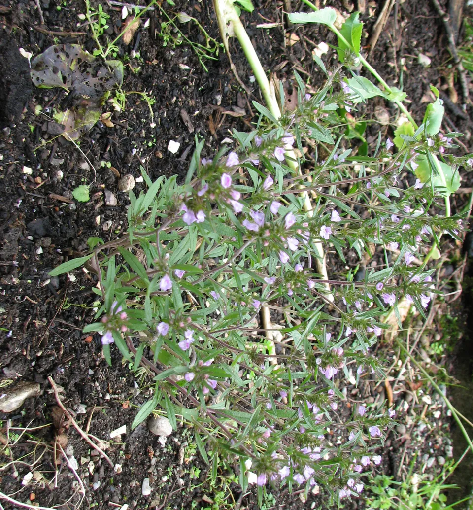 Sommerbohnenkraut