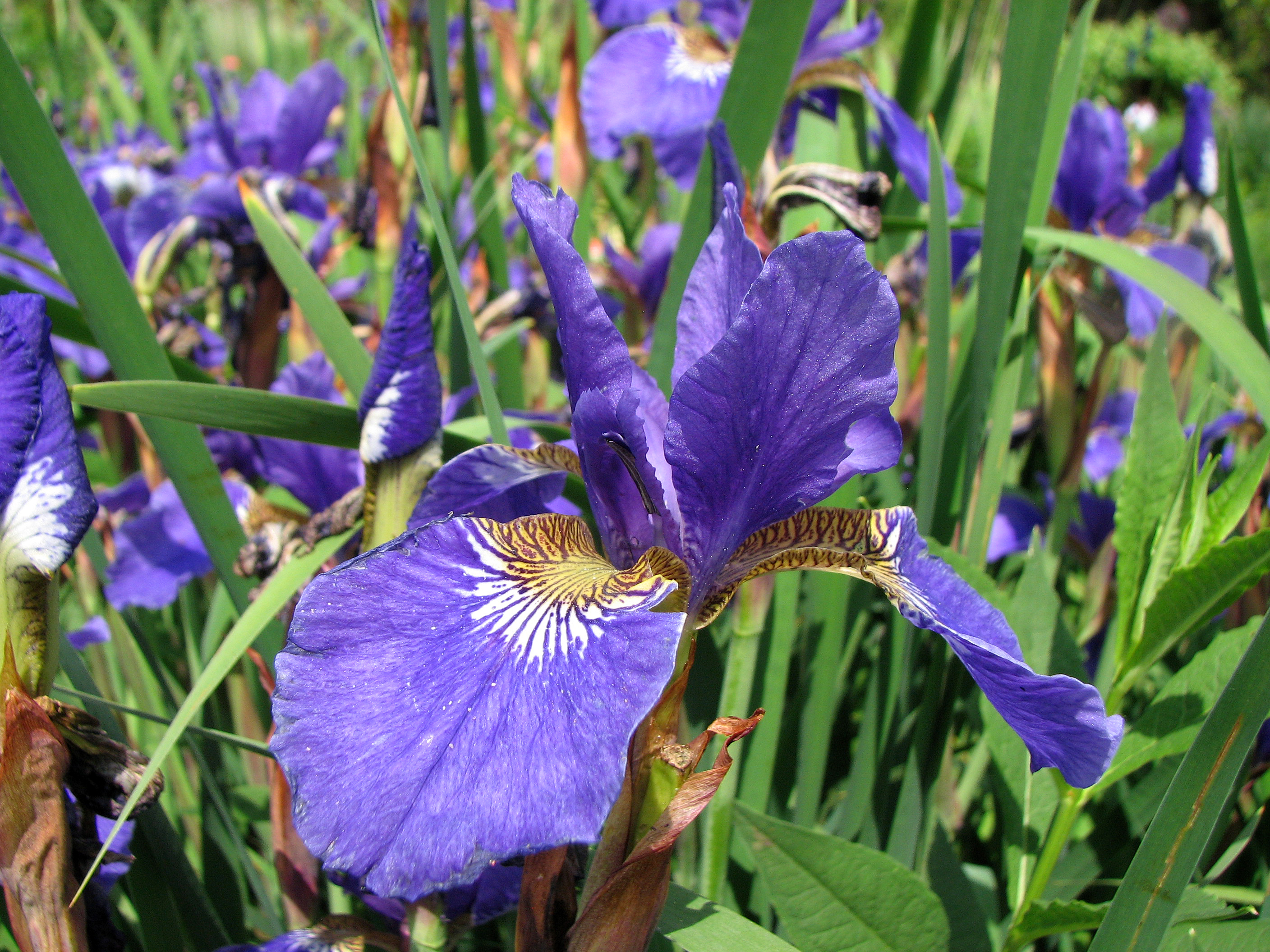 Sibirische Schwertlilie