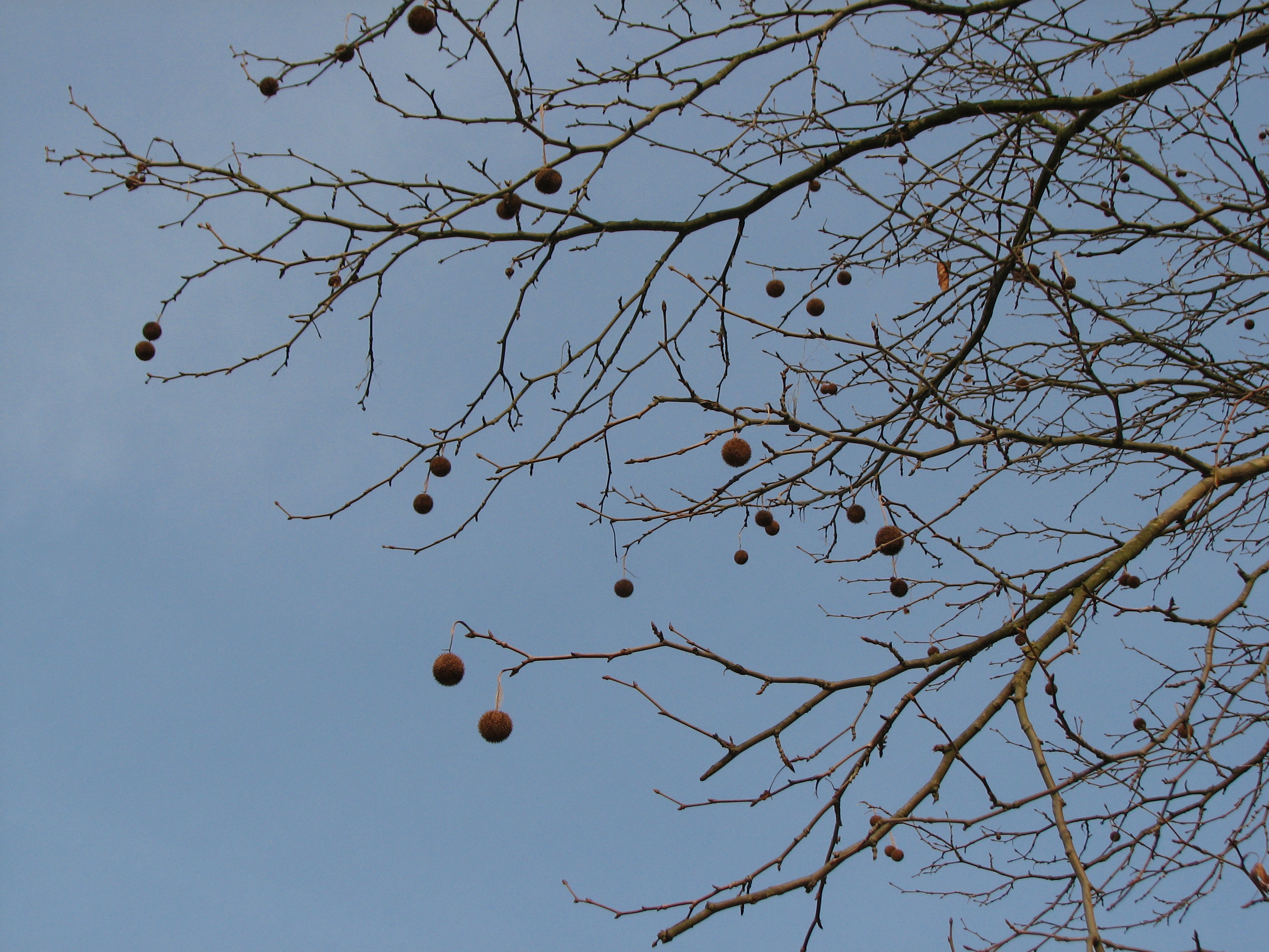 Morgenländische Platane