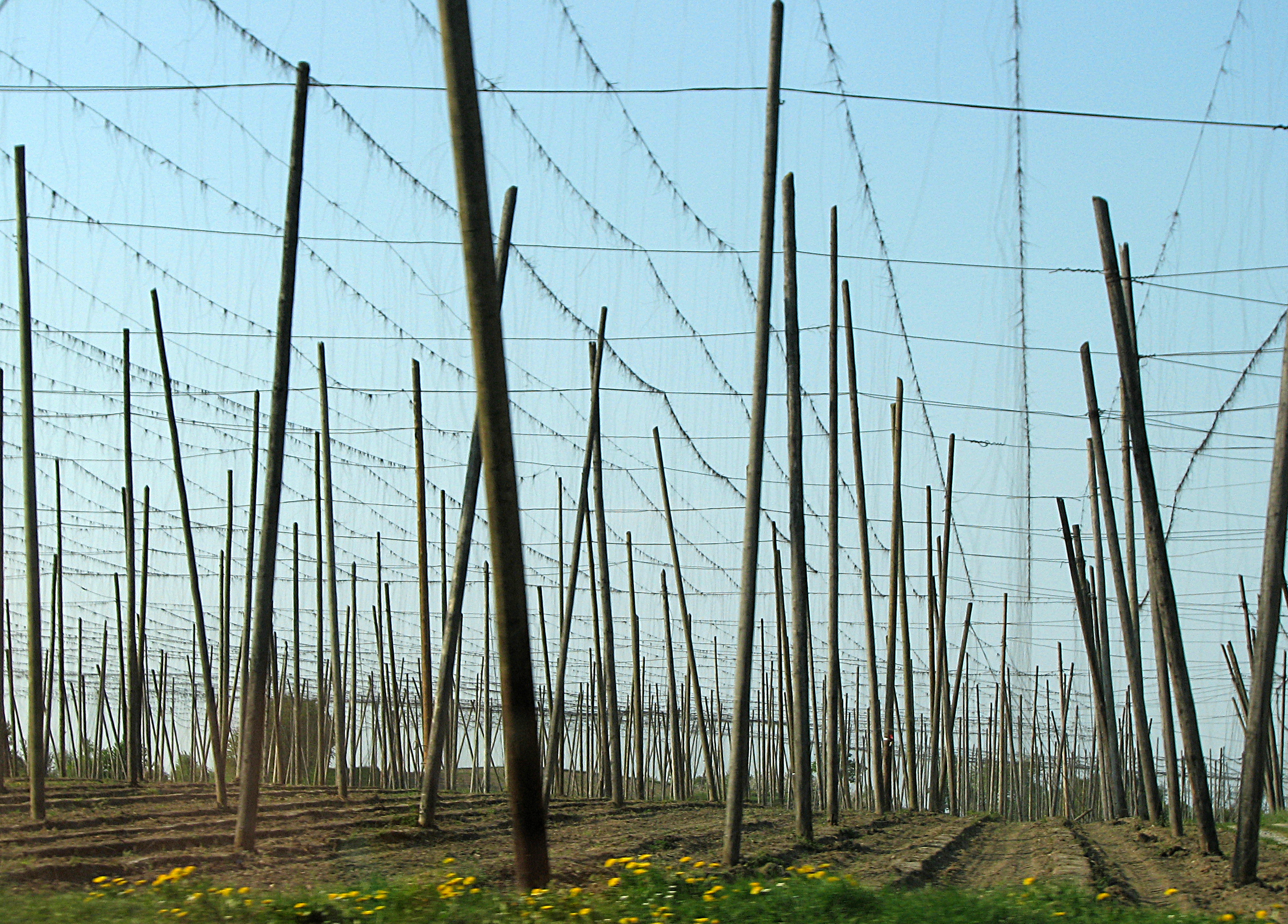 Hopfenanbau