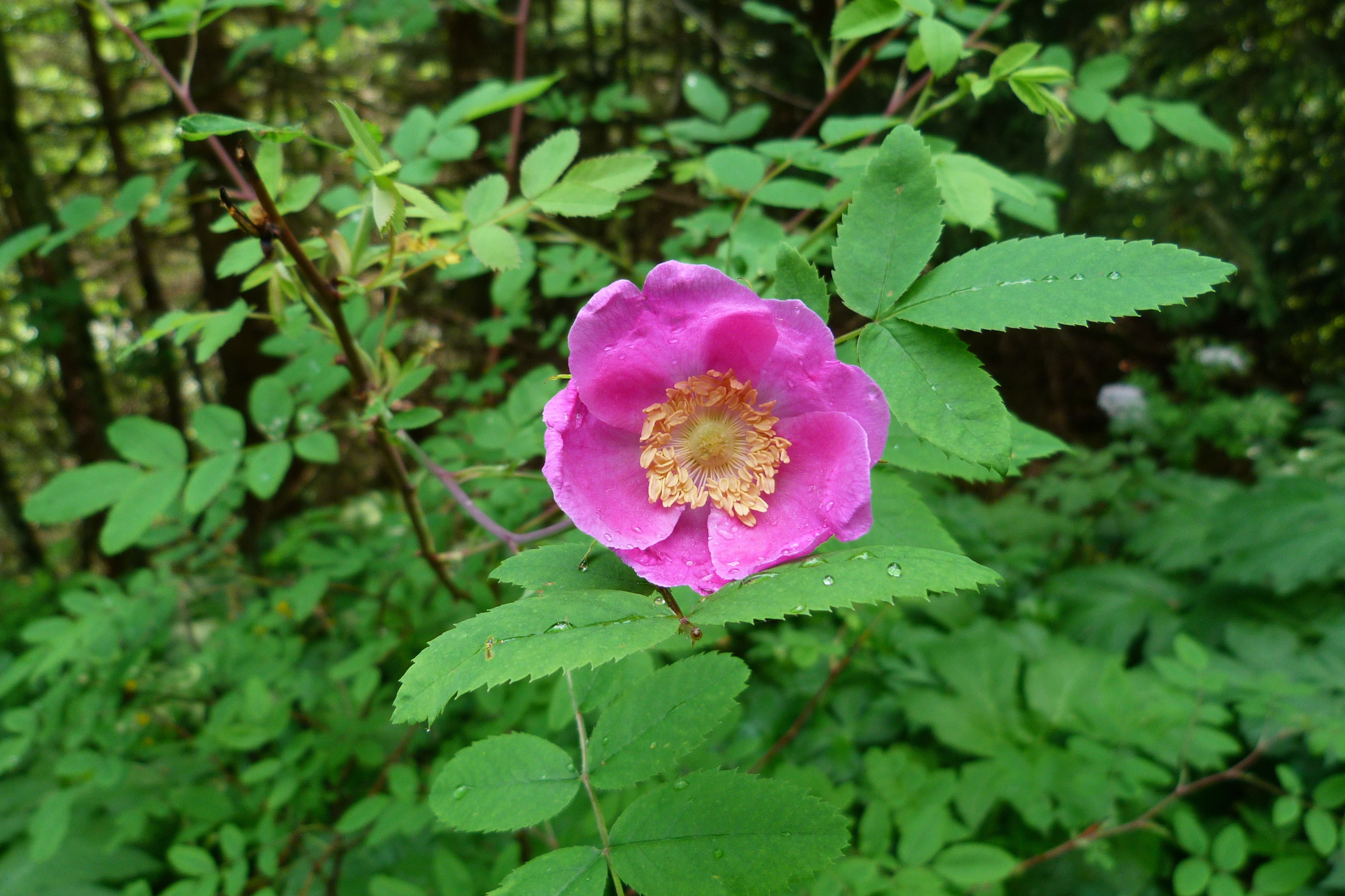 Alpenheckenrose-Wildrose
