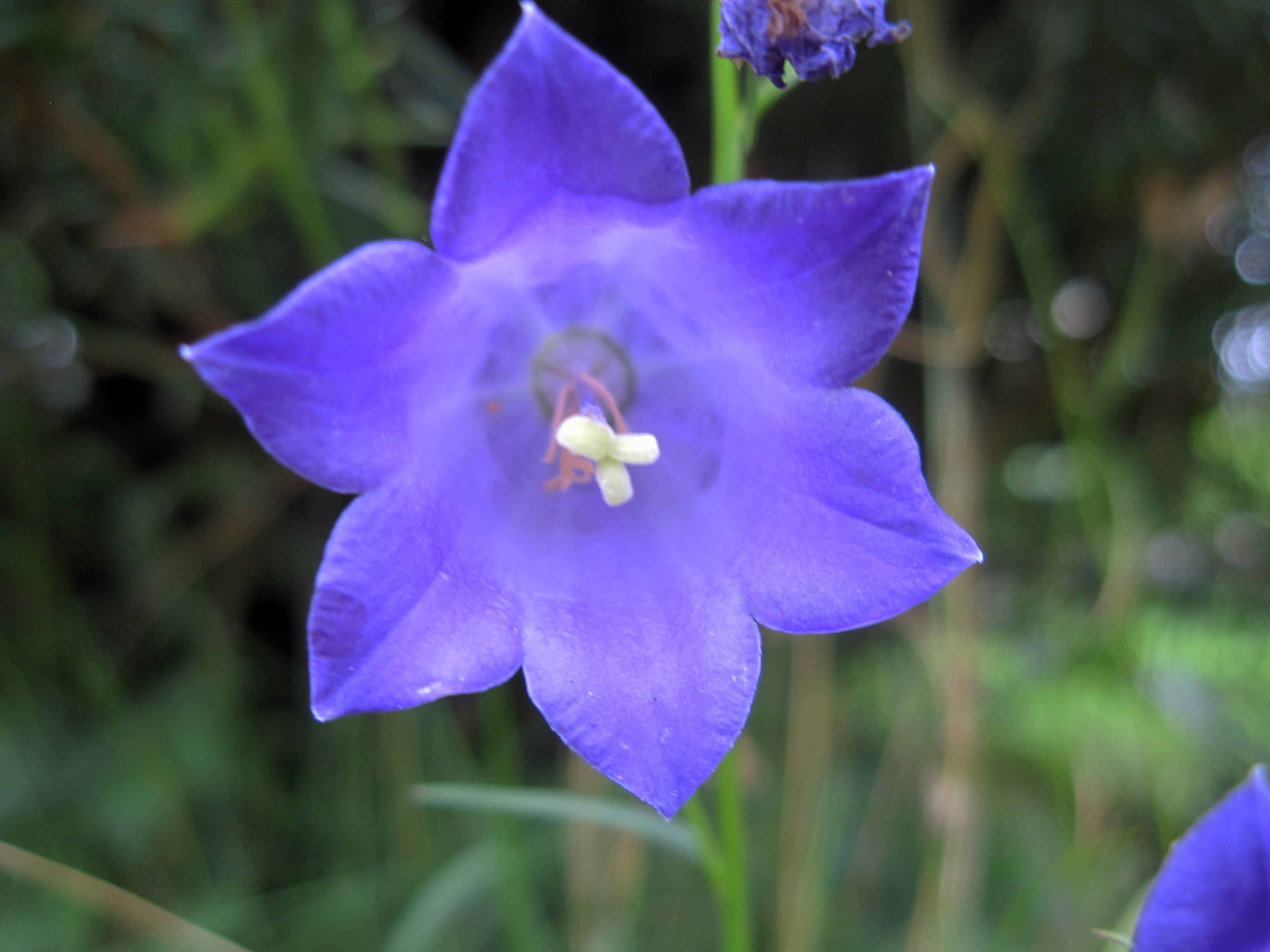 Scheuchzers Glockenblume
