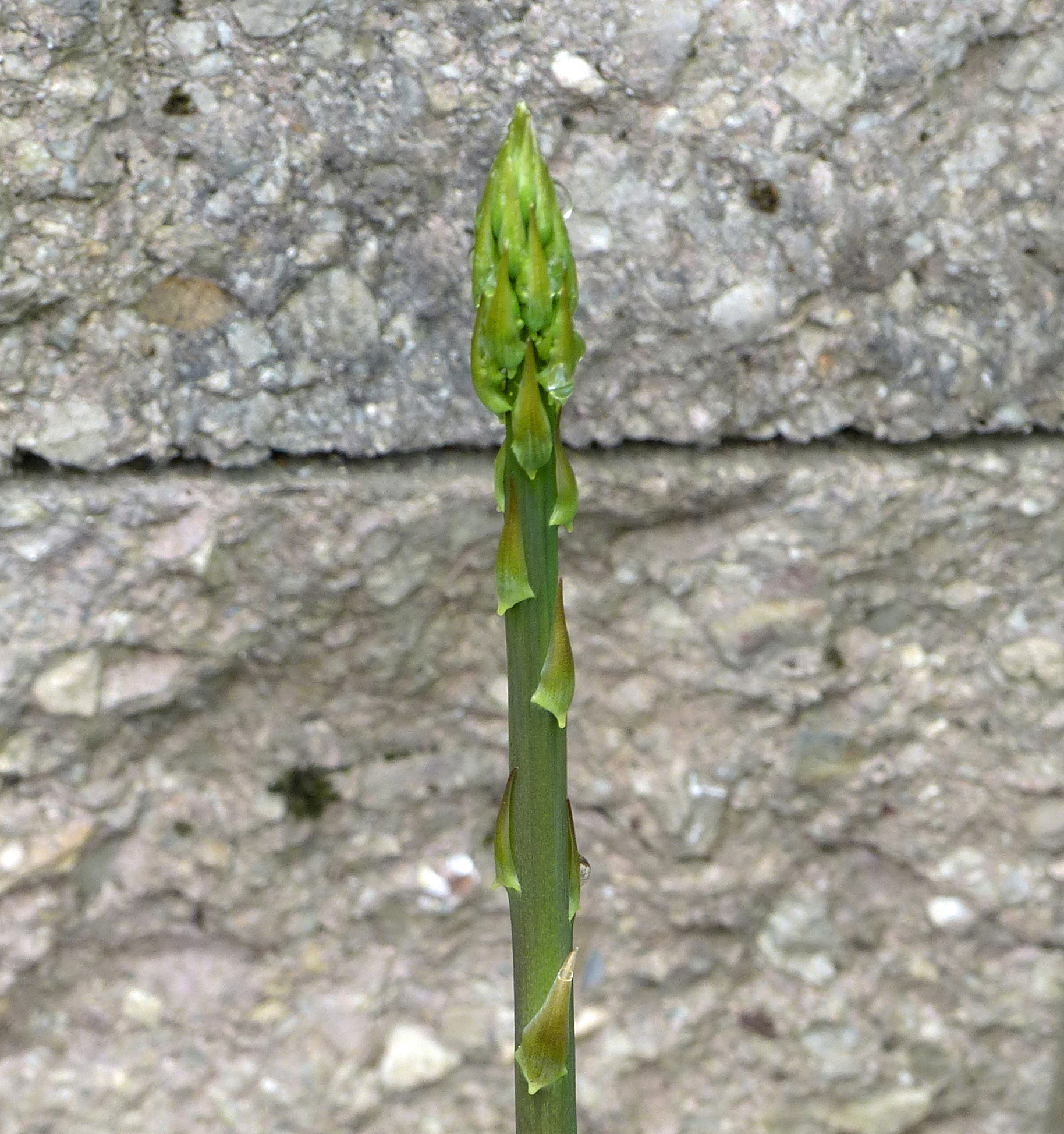 Spargel