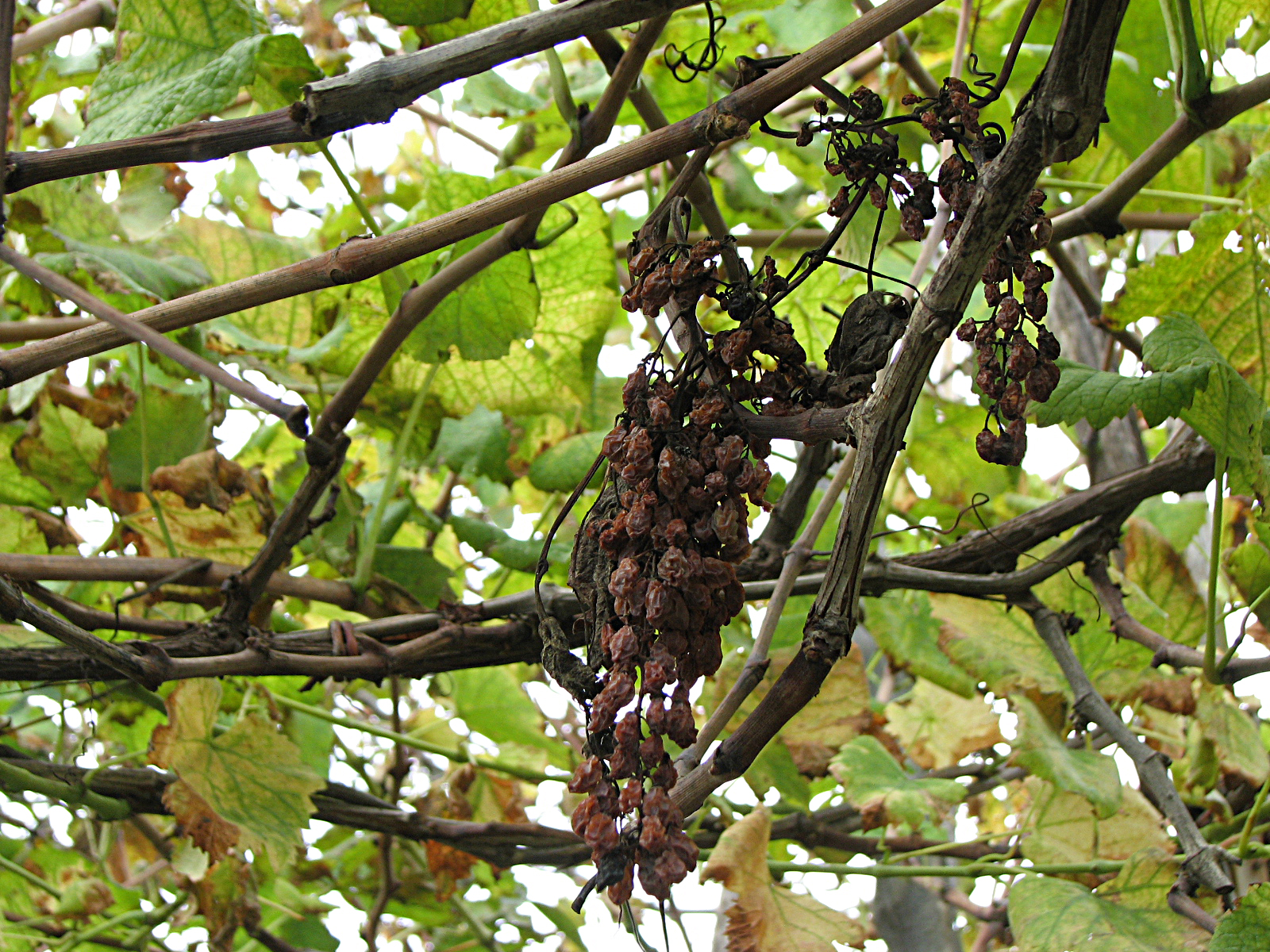Weinrebe