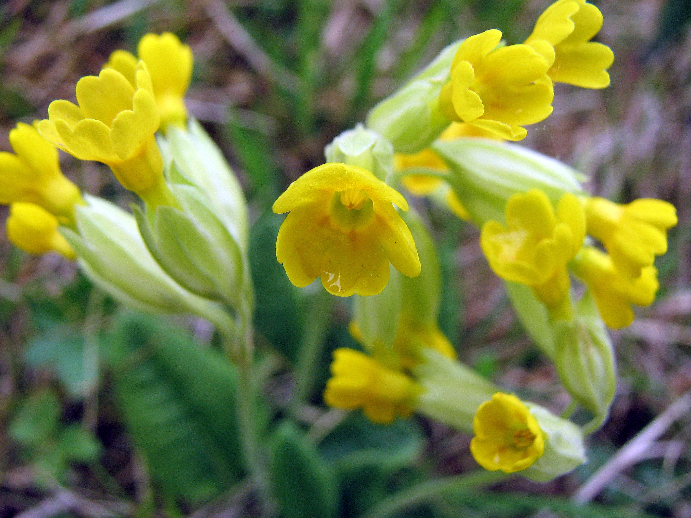 Echte Schlüsselblume
