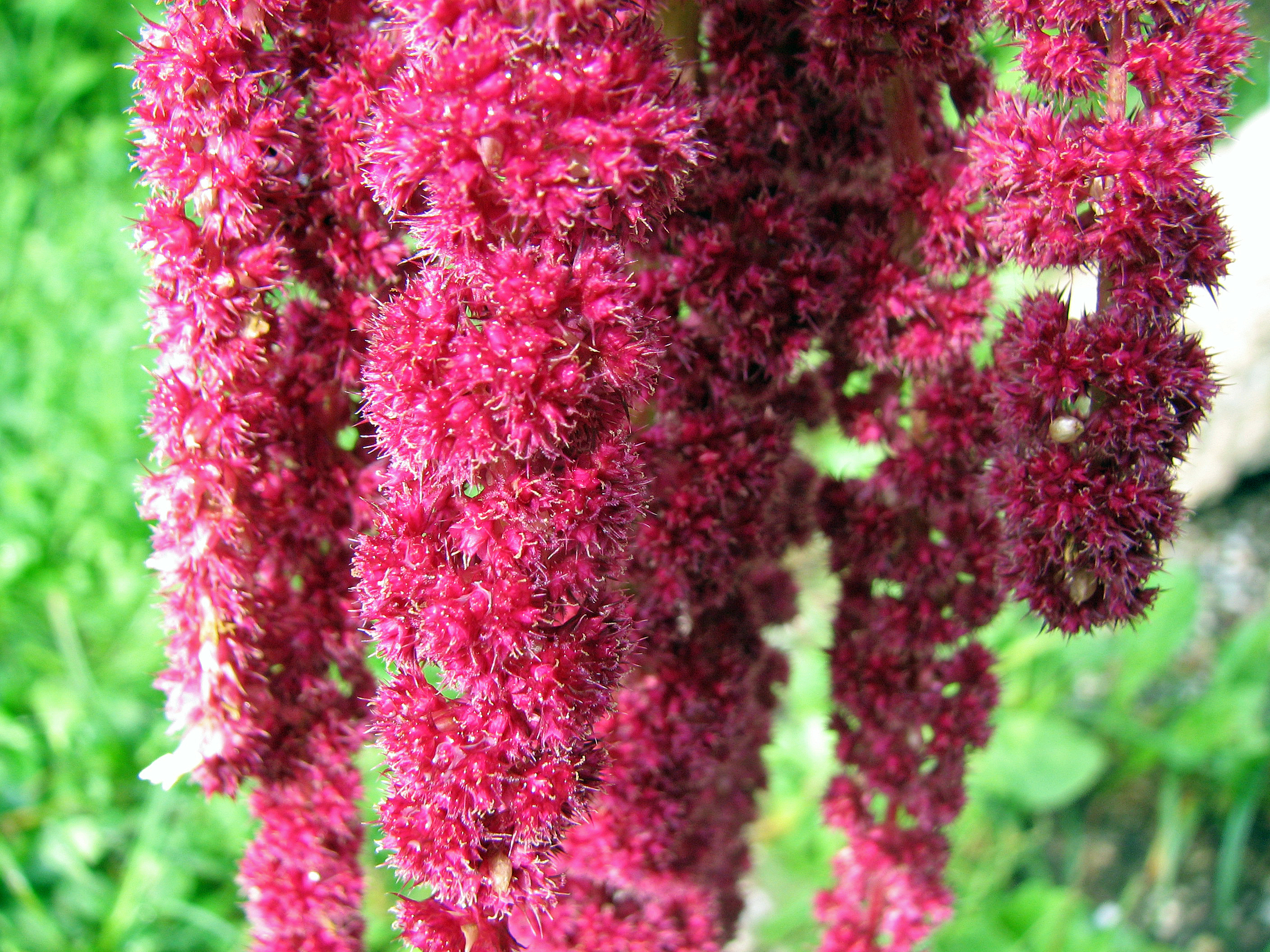 Amaranth