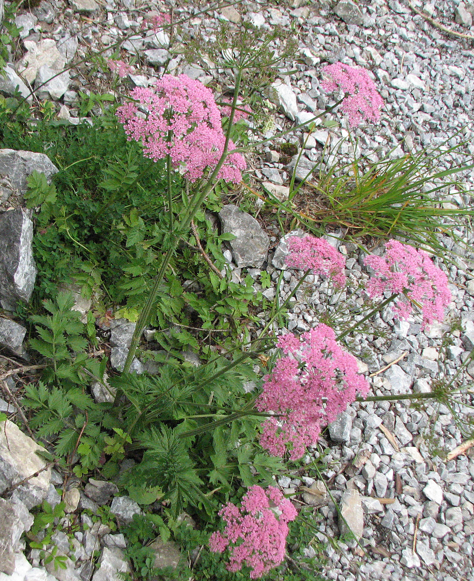 Große Bibernelle