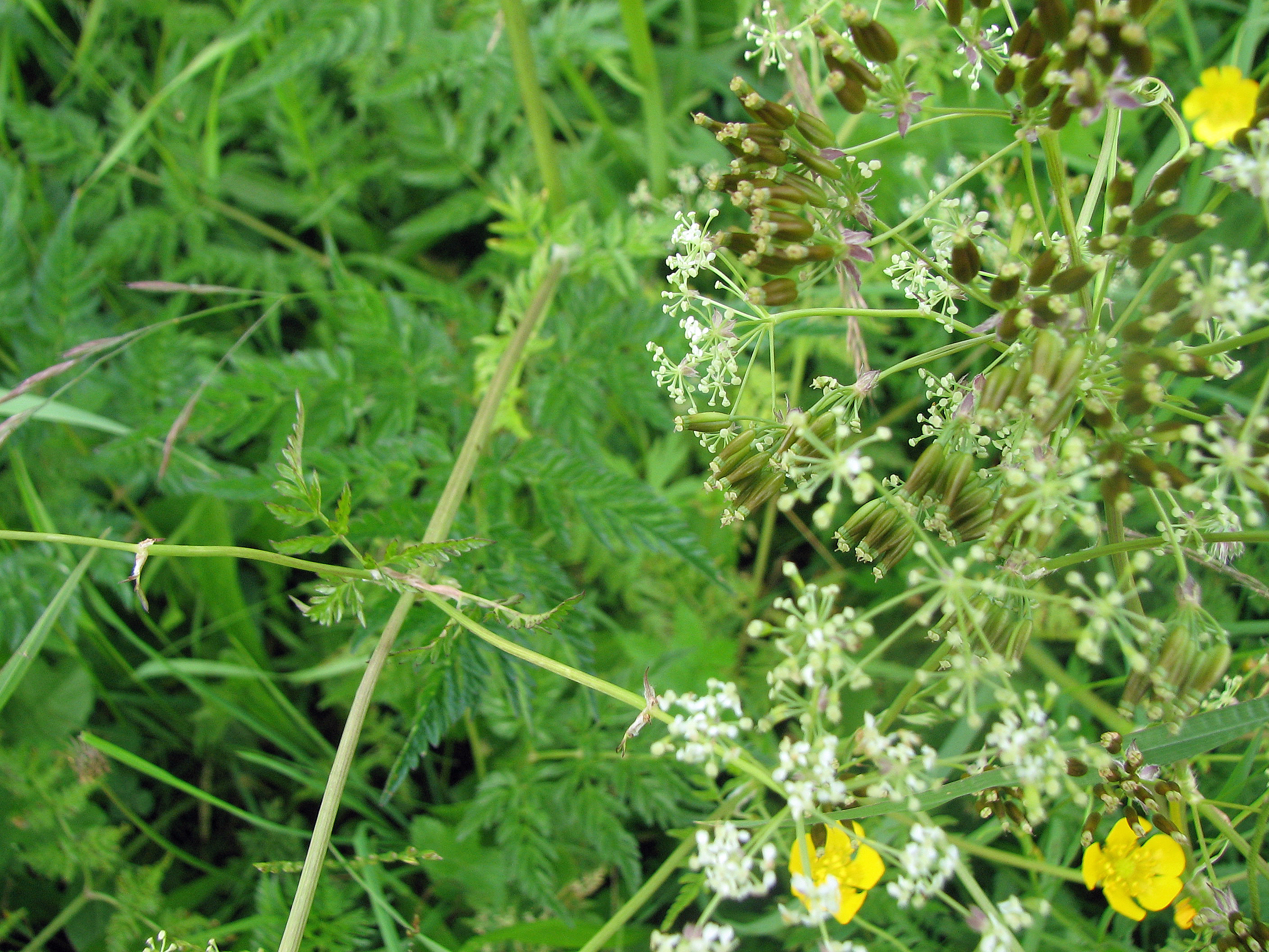 Wiesenkerbel