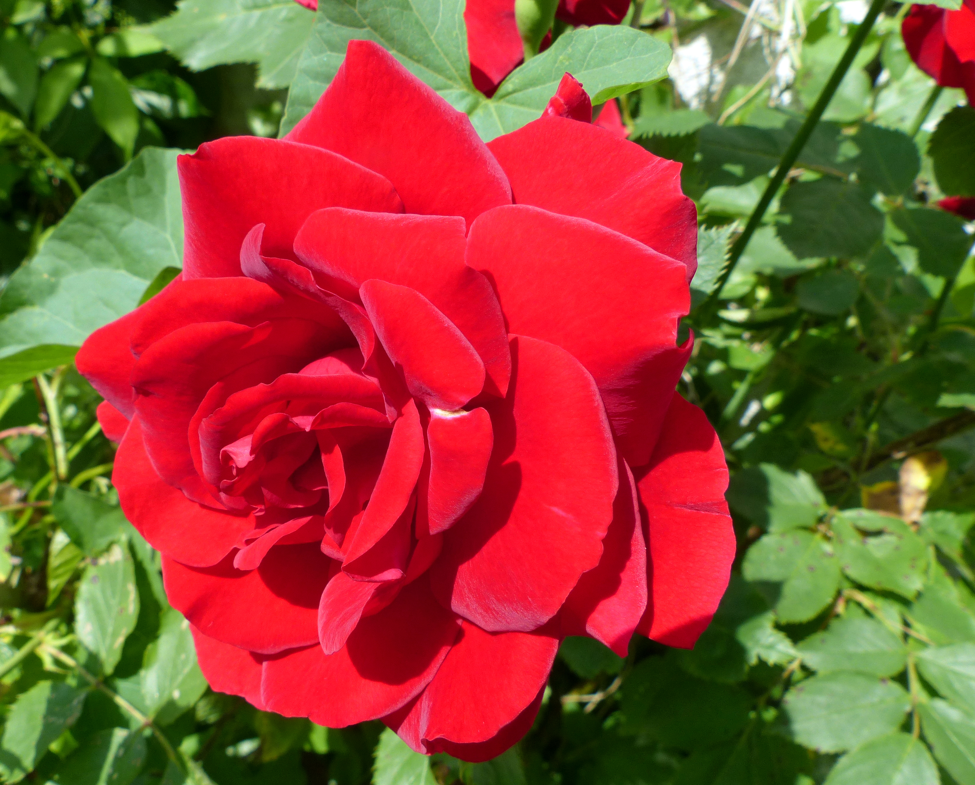 Rosen, Kulturrosen