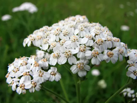 Gewöhnliche Schafgarbe